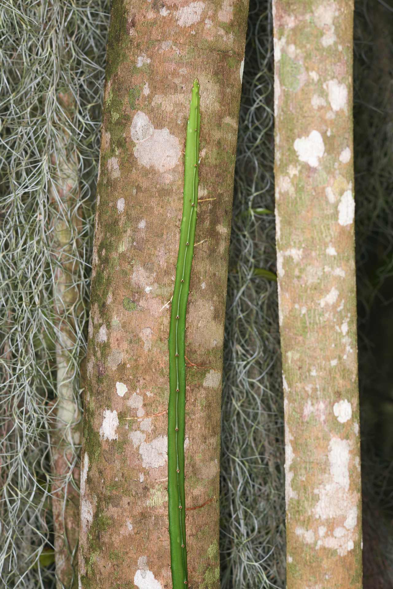 Selenicereus triangularis (L.) D.R.Hunt - Photo Bivouac Naturaliste