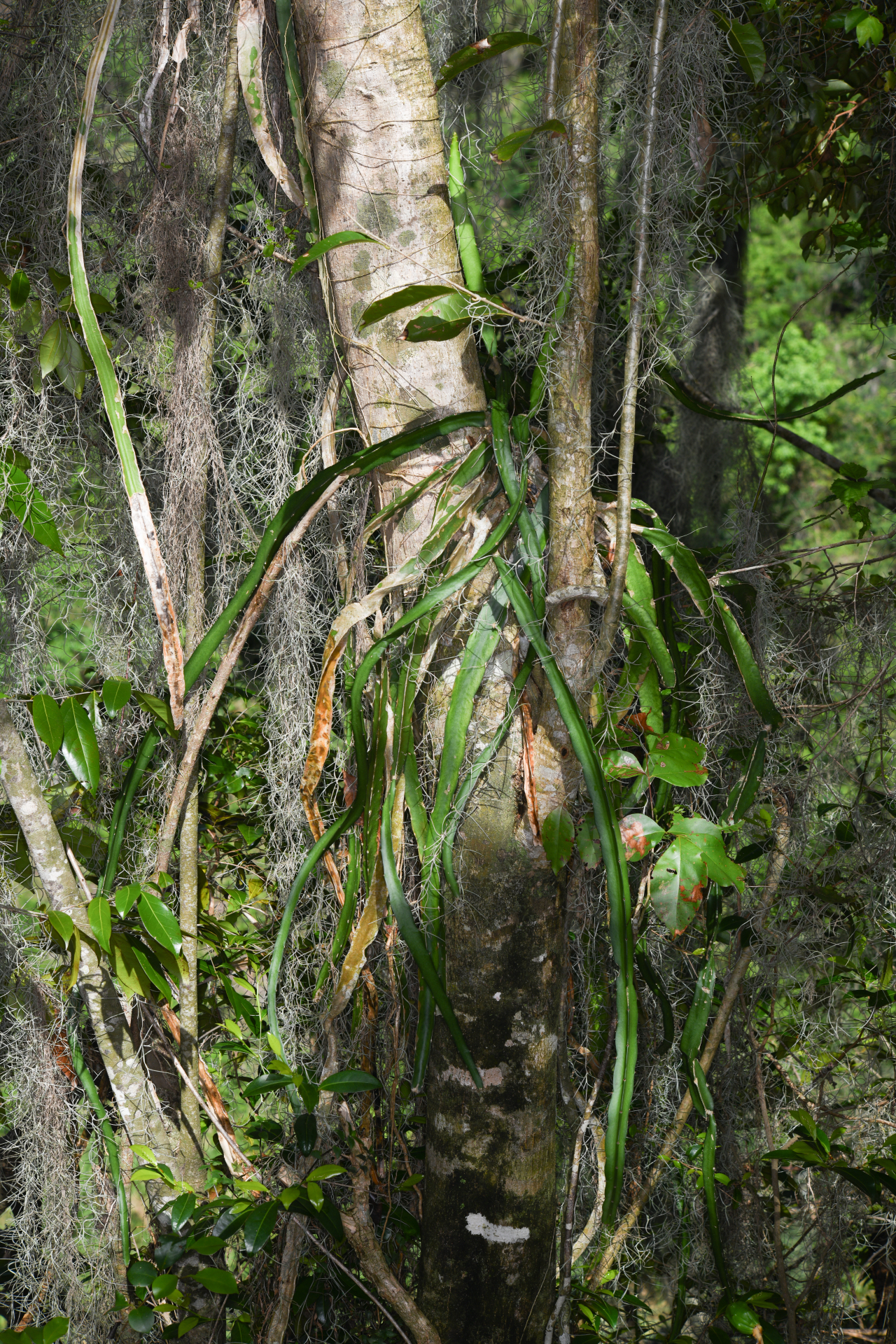 Selenicereus triangularis (L.) D.R.Hunt - Photo Bivouac Naturaliste