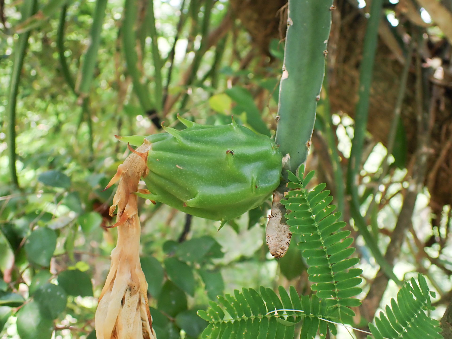 Selenicereus triangularis (L.) D.R.Hunt - Photo Bivouac Naturaliste