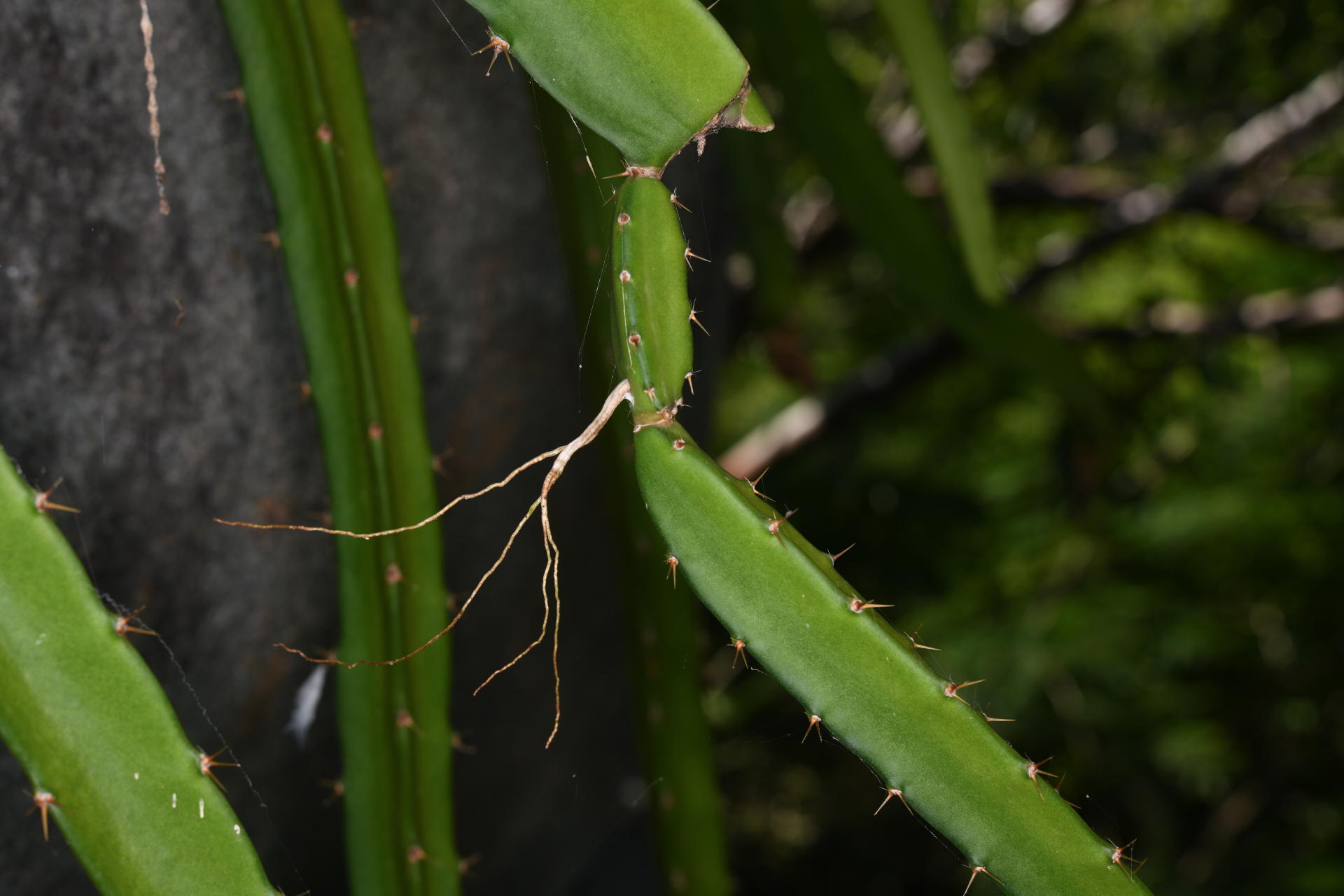 Selenicereus triangularis (L.) D.R.Hunt - Photo Bivouac Naturaliste