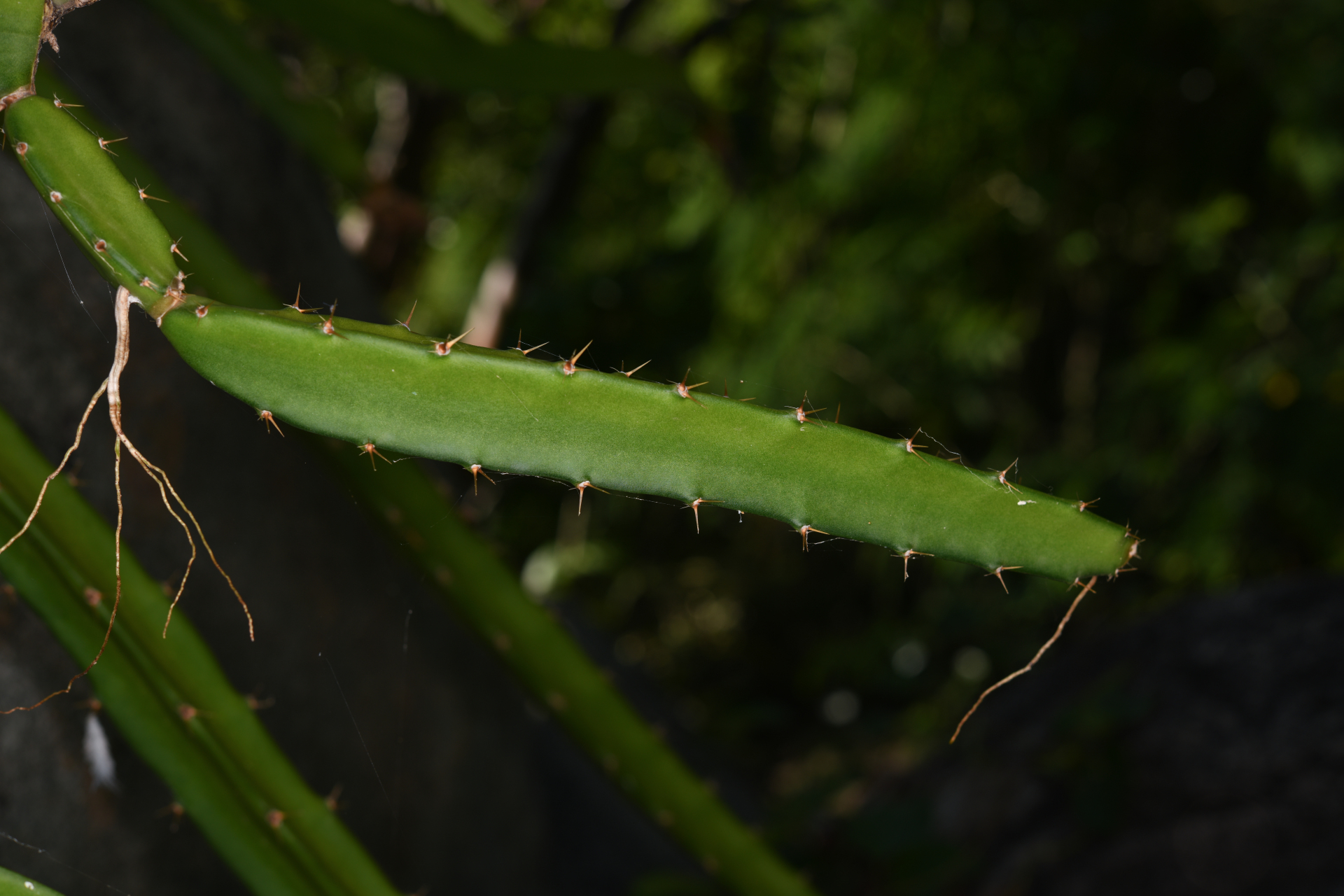 Selenicereus triangularis (L.) D.R.Hunt - Photo Bivouac Naturaliste