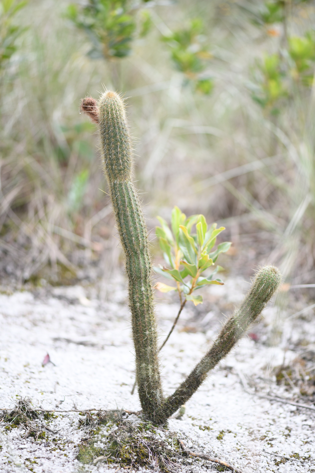 Arthrocereus melanurus subsp. magnus N.P.Taylor & Zappi - Photo Bivouac Naturaliste