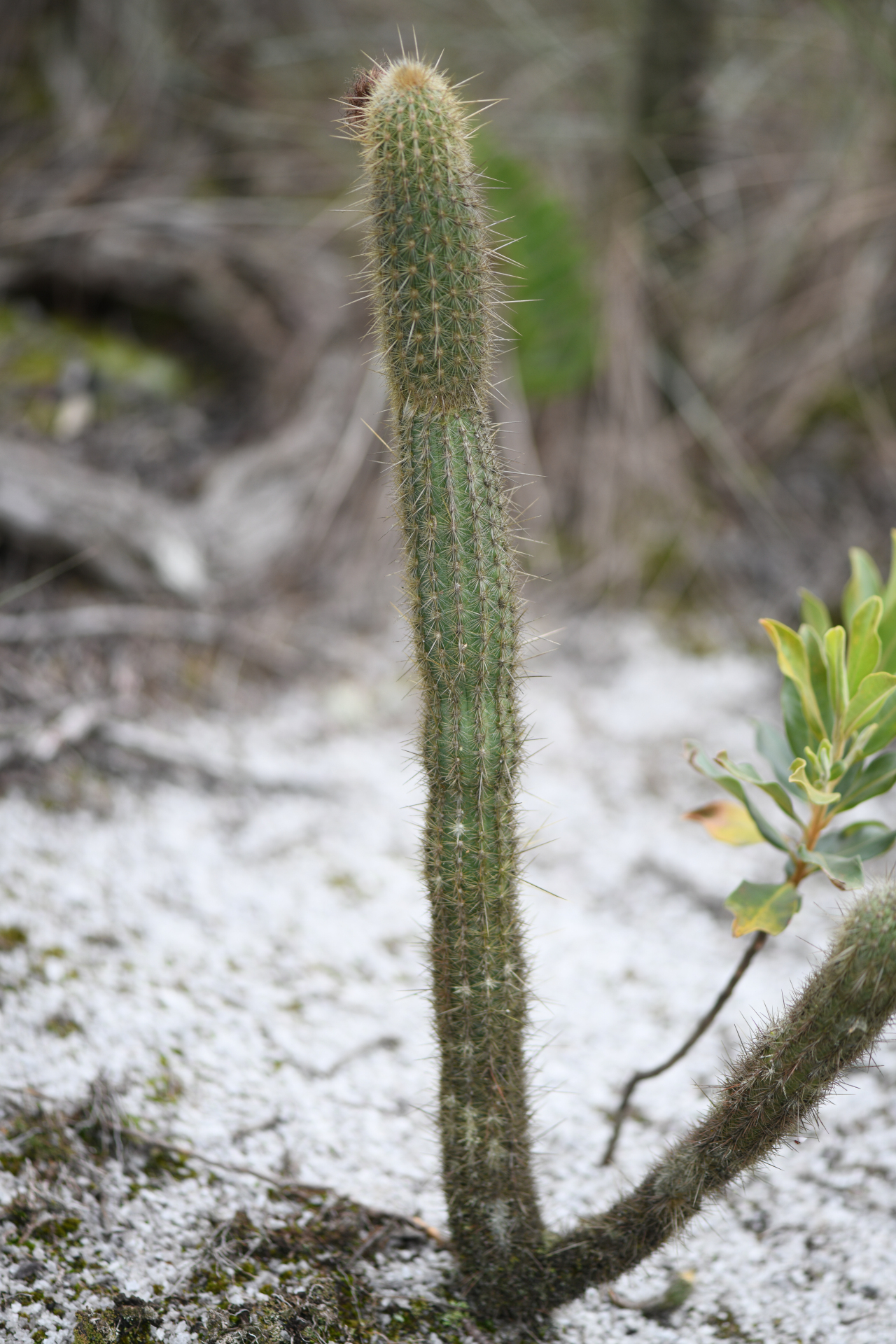 Arthrocereus melanurus subsp. magnus N.P.Taylor & Zappi - Photo Bivouac Naturaliste