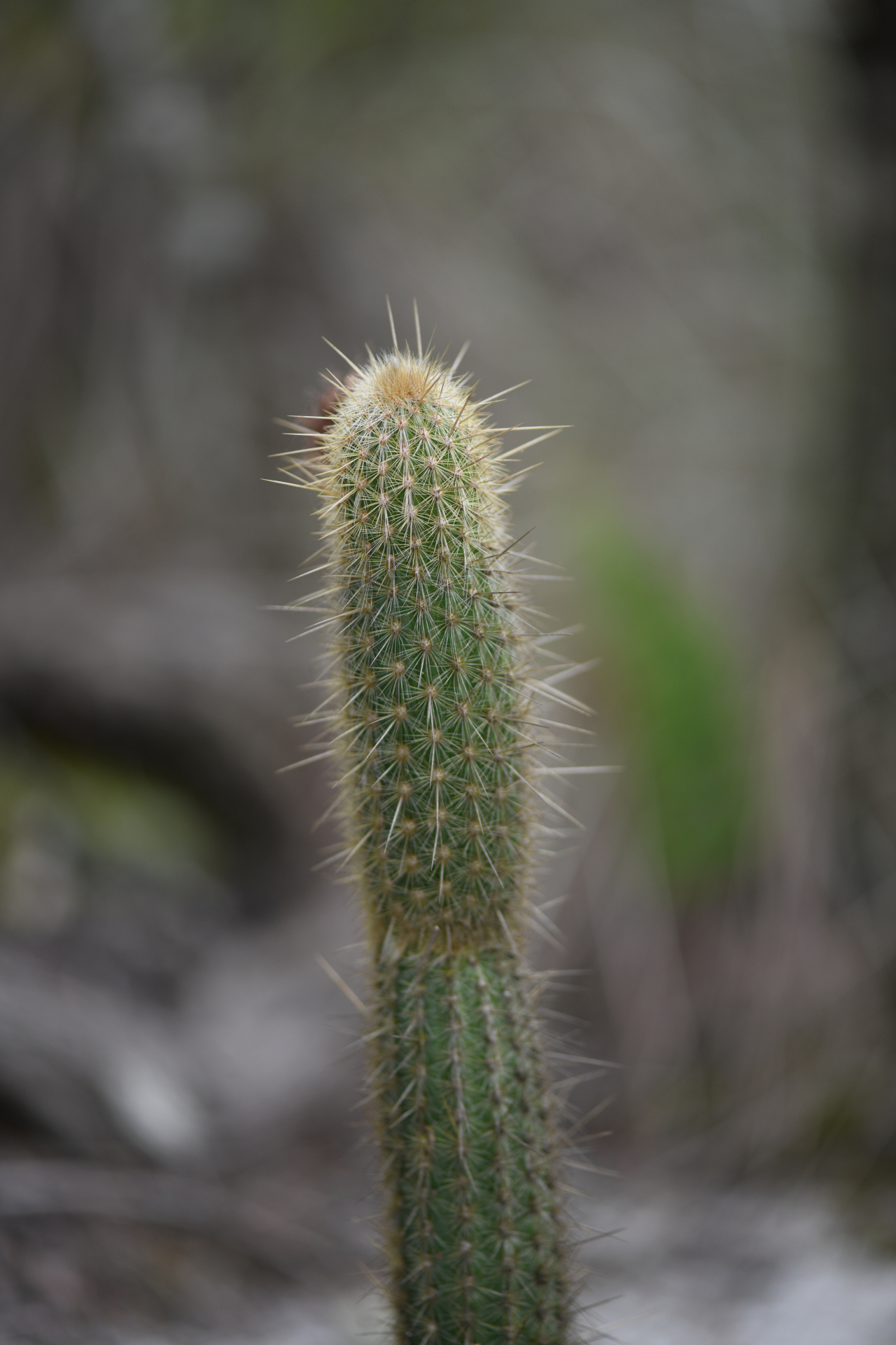 Arthrocereus melanurus subsp. magnus N.P.Taylor & Zappi - Photo Bivouac Naturaliste