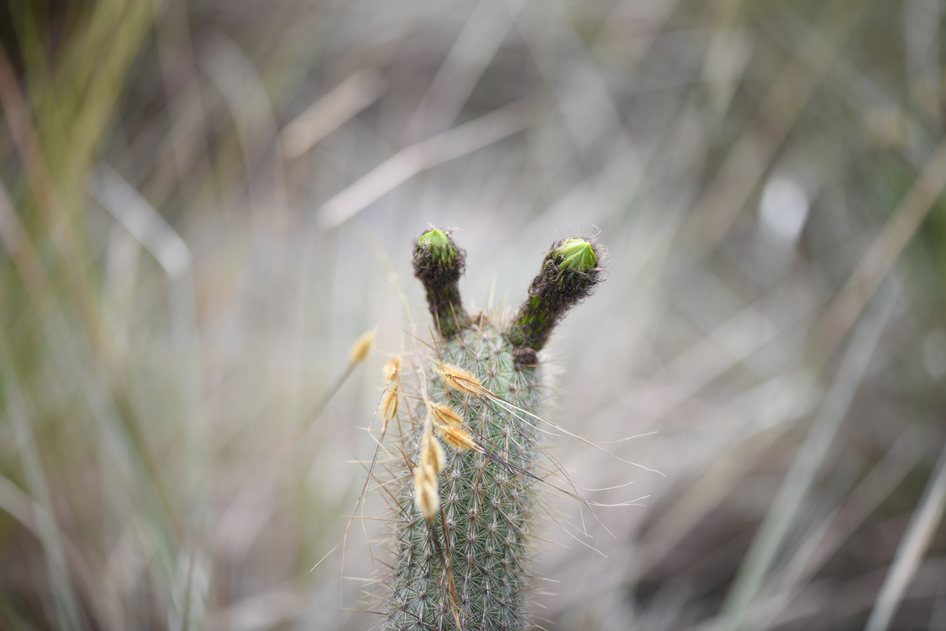 Arthrocereus melanurus subsp. magnus N.P.Taylor & Zappi - Photo Bivouac Naturaliste