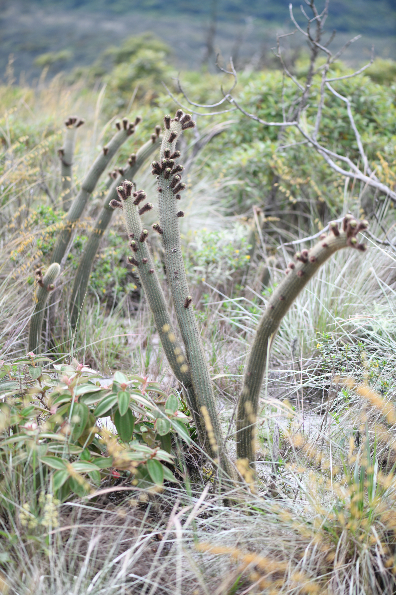 Arthrocereus melanurus subsp. magnus N.P.Taylor & Zappi - Photo Bivouac Naturaliste