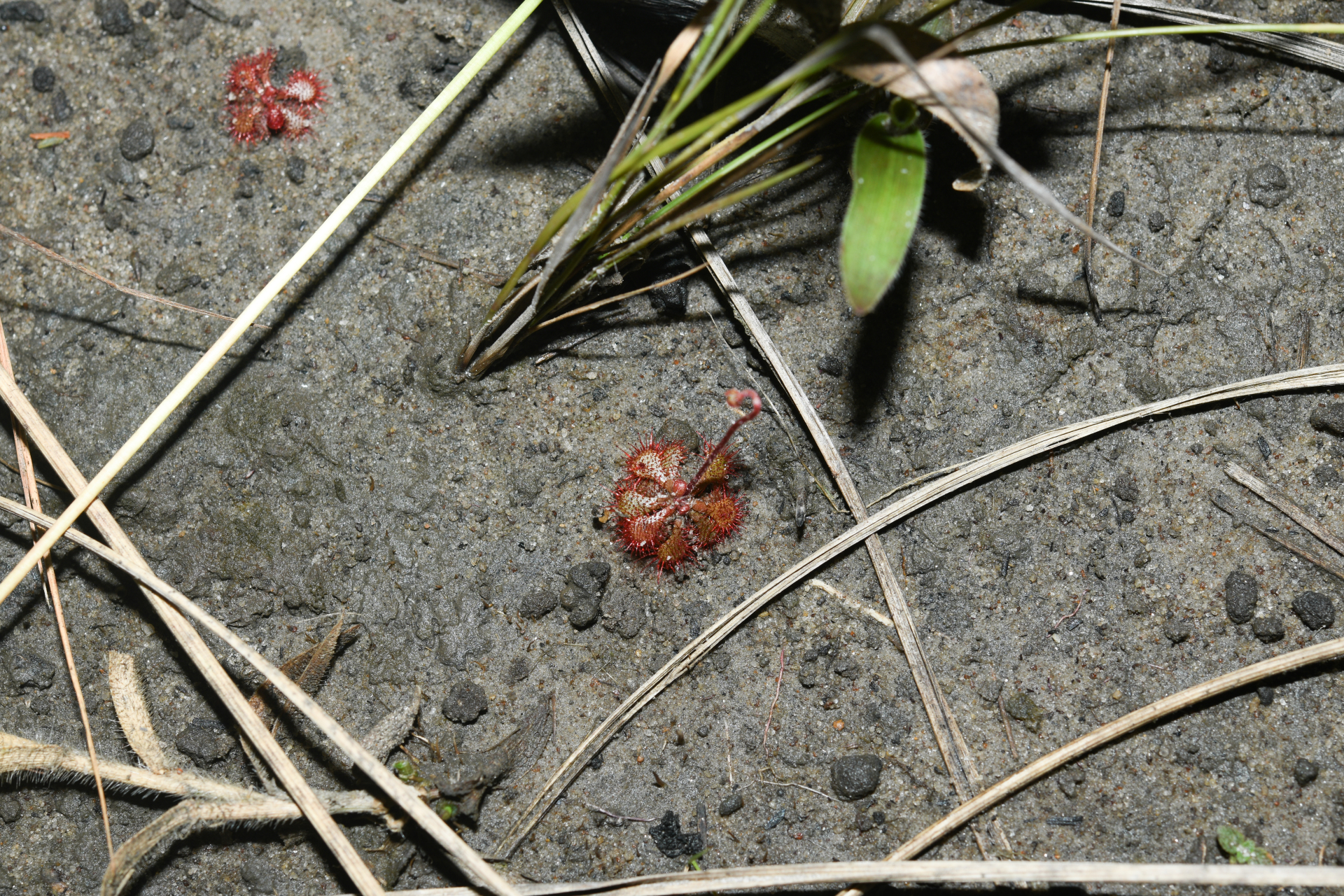 Drosera cayennensis Sagot ex Diels - Photo Bivouac Naturaliste