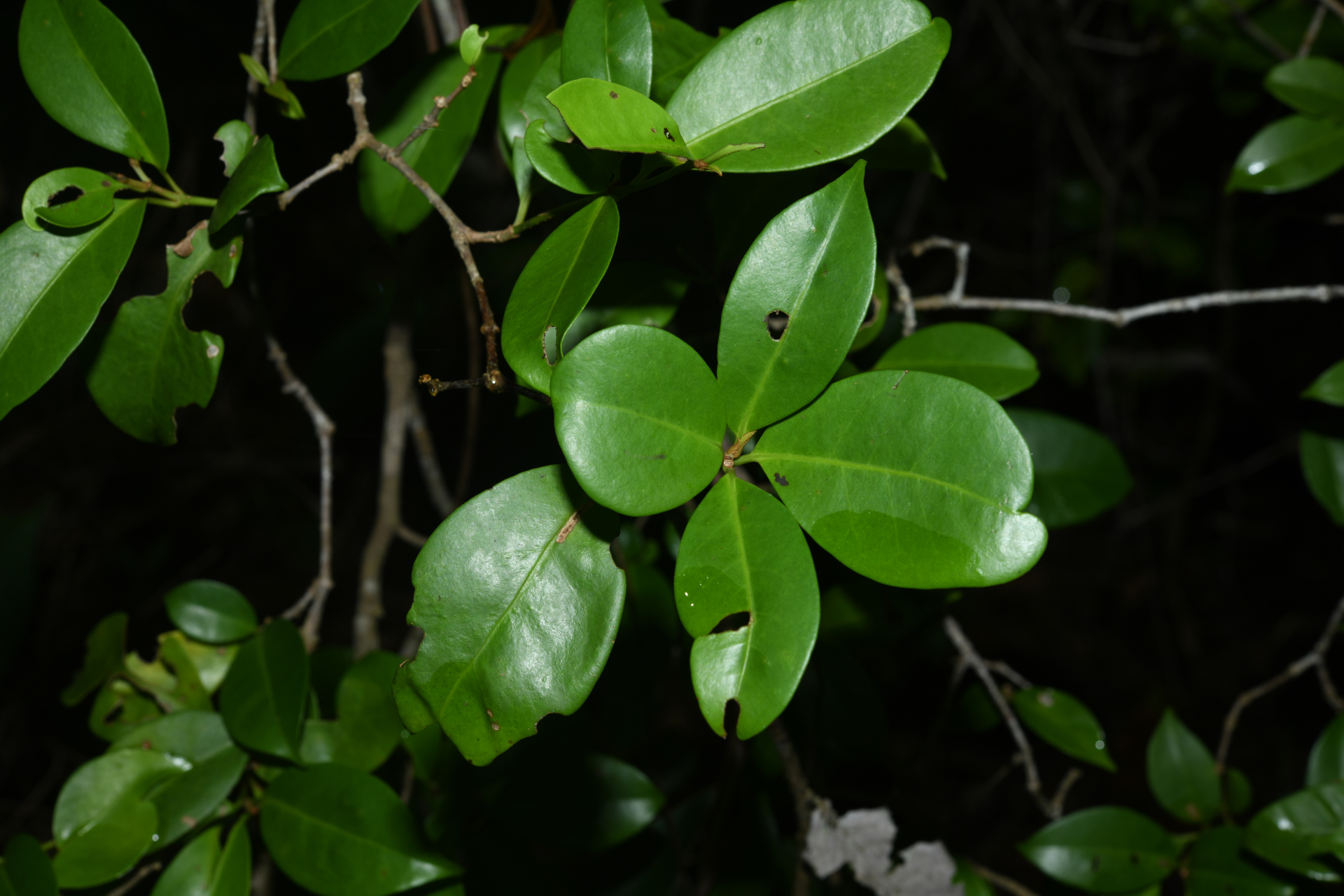 Guapira eggersiana (Heimerl) Lundell - Photo Bivouac Naturaliste