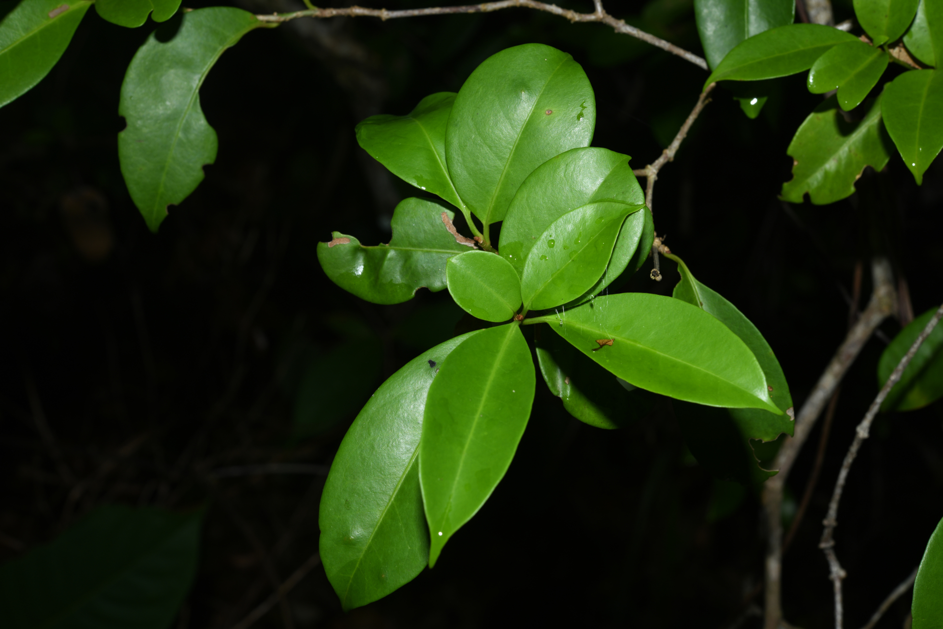 Guapira eggersiana (Heimerl) Lundell - Photo Bivouac Naturaliste