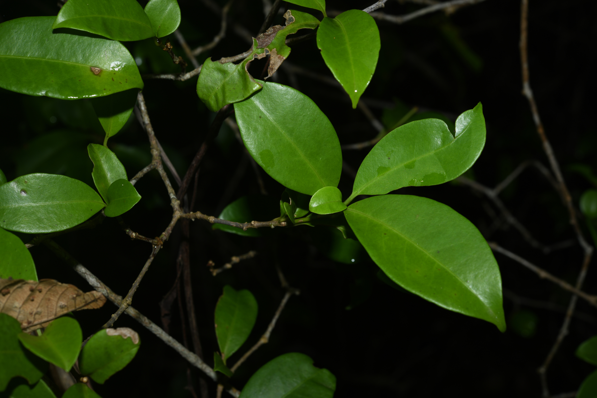Guapira eggersiana (Heimerl) Lundell - Photo Bivouac Naturaliste