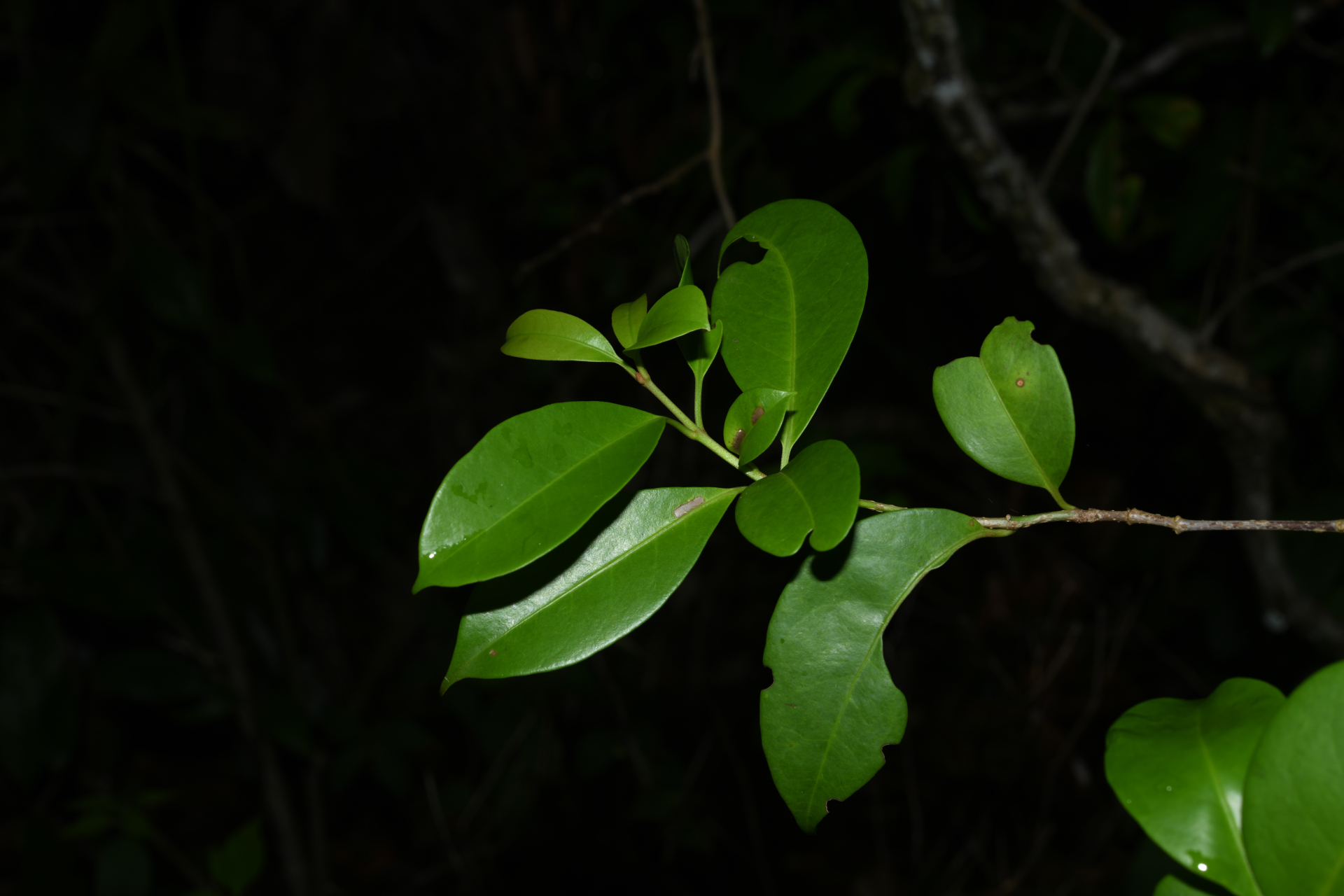 Guapira eggersiana (Heimerl) Lundell - Photo Bivouac Naturaliste