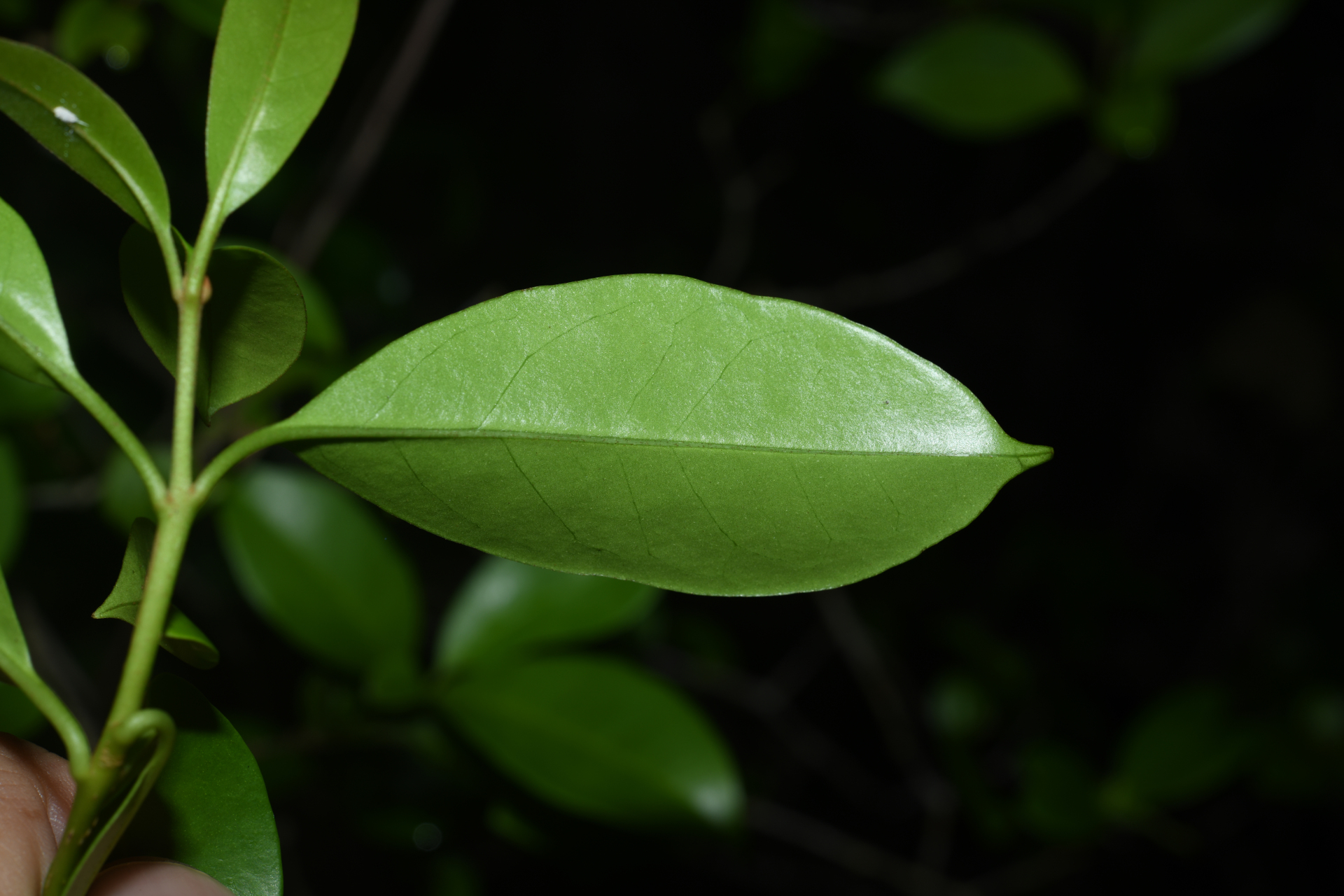 Guapira eggersiana (Heimerl) Lundell - Photo Bivouac Naturaliste
