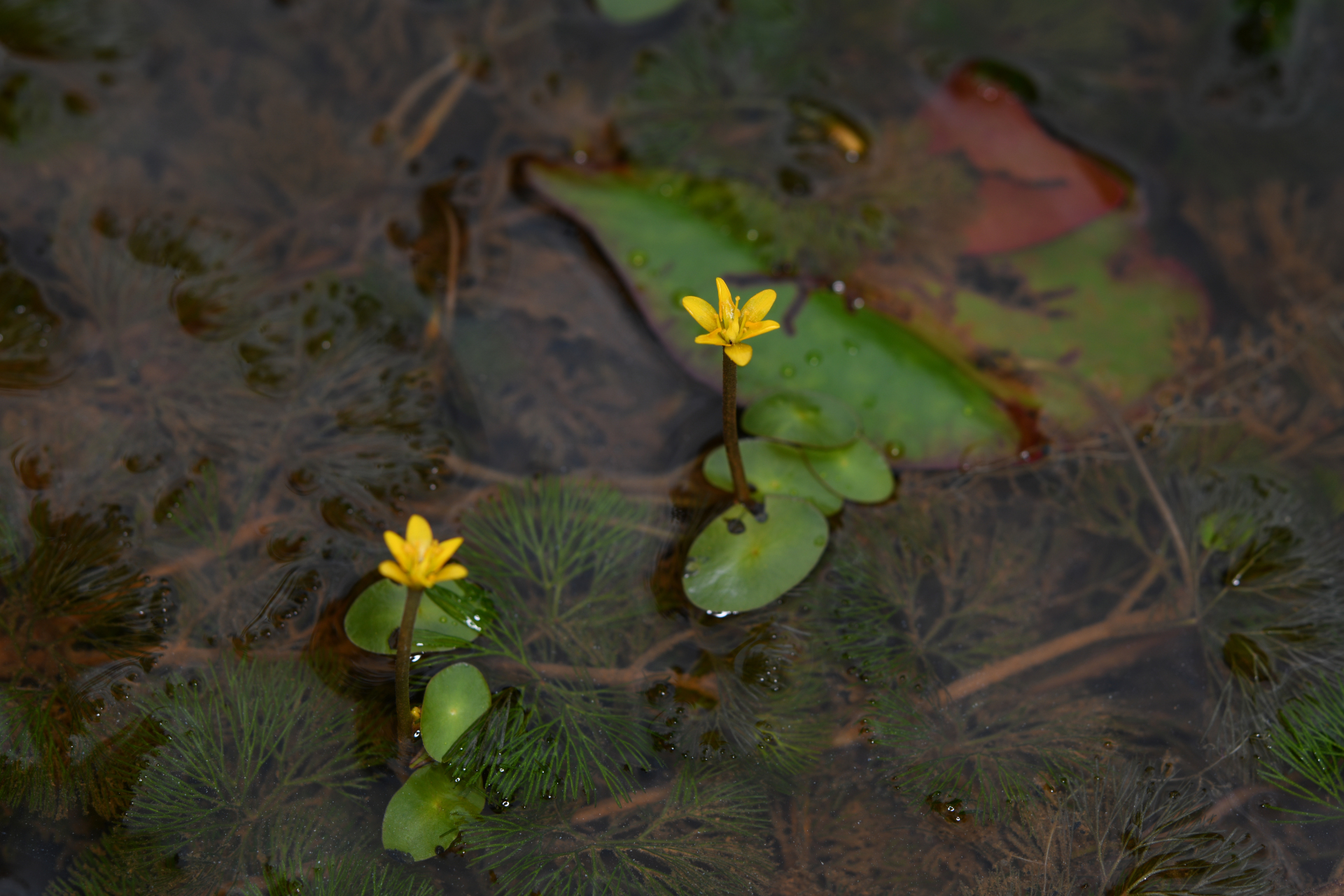 Cabomba aquatica DC. - Photo Bivouac Naturaliste