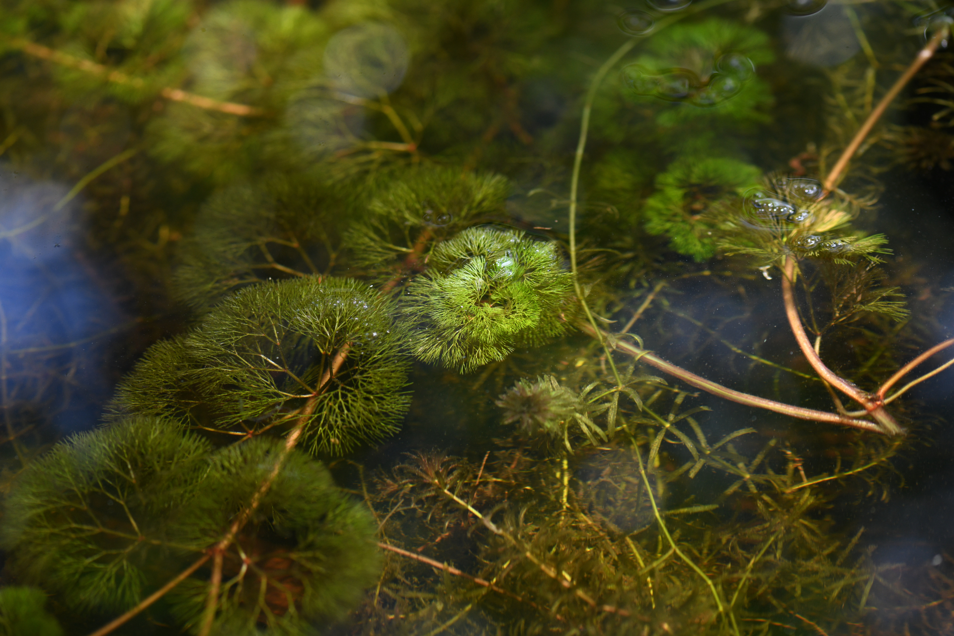 Cabomba aquatica DC. - Photo Bivouac Naturaliste