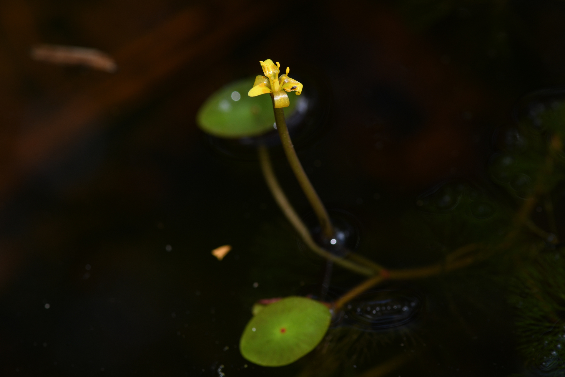 Cabomba aquatica DC. - Photo Bivouac Naturaliste