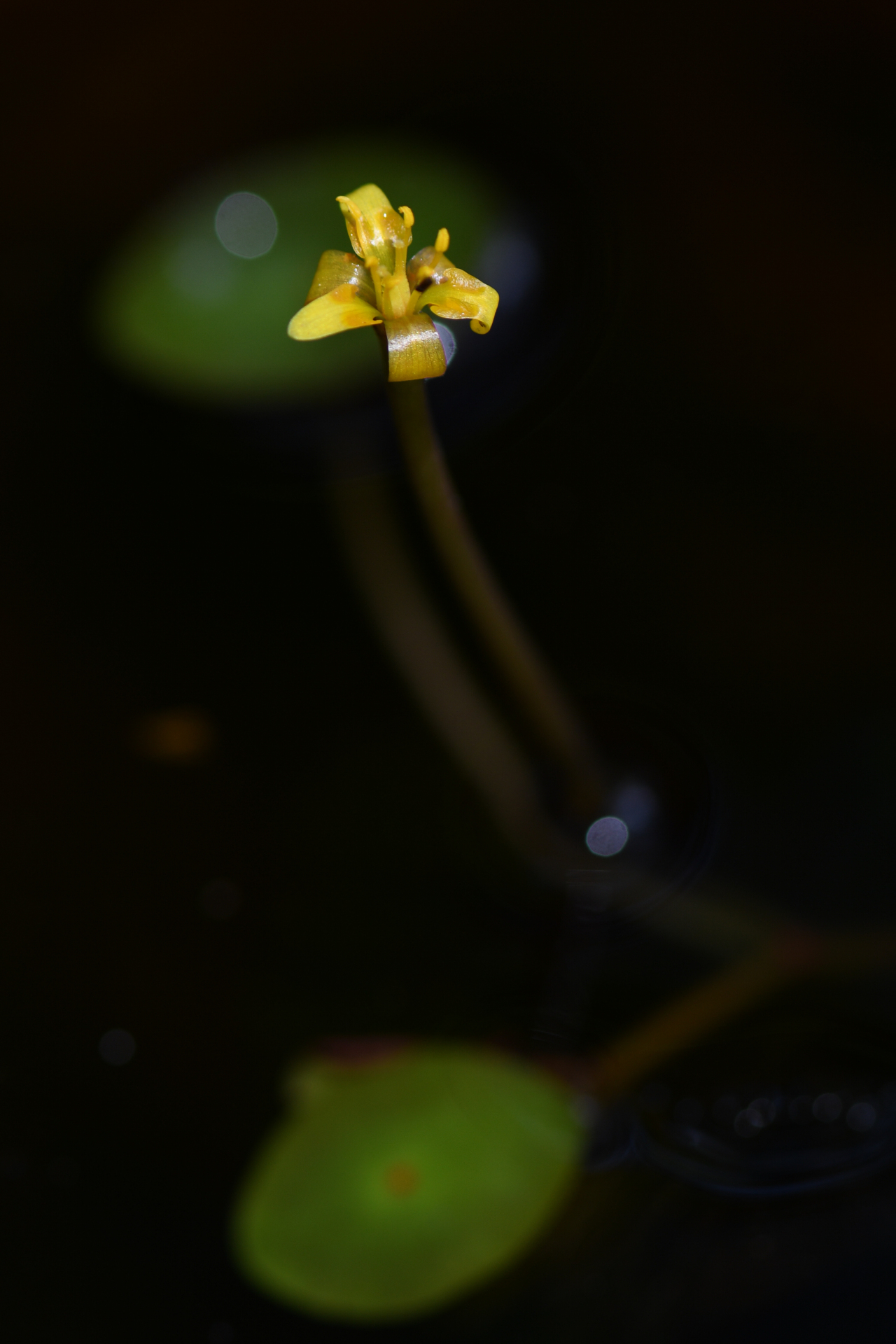 Cabomba aquatica DC. - Photo Bivouac Naturaliste