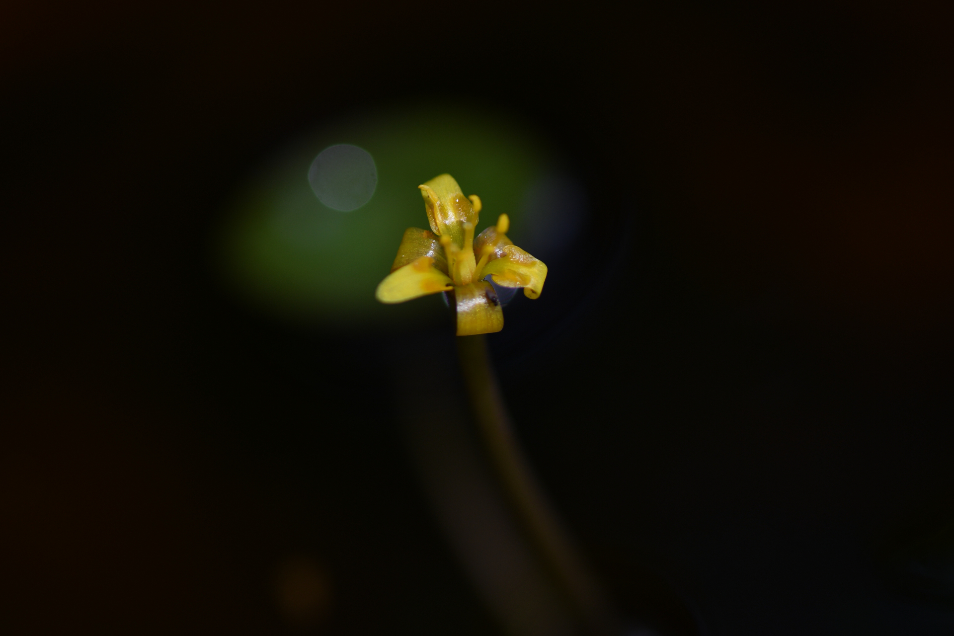 Cabomba aquatica DC. - Photo Bivouac Naturaliste