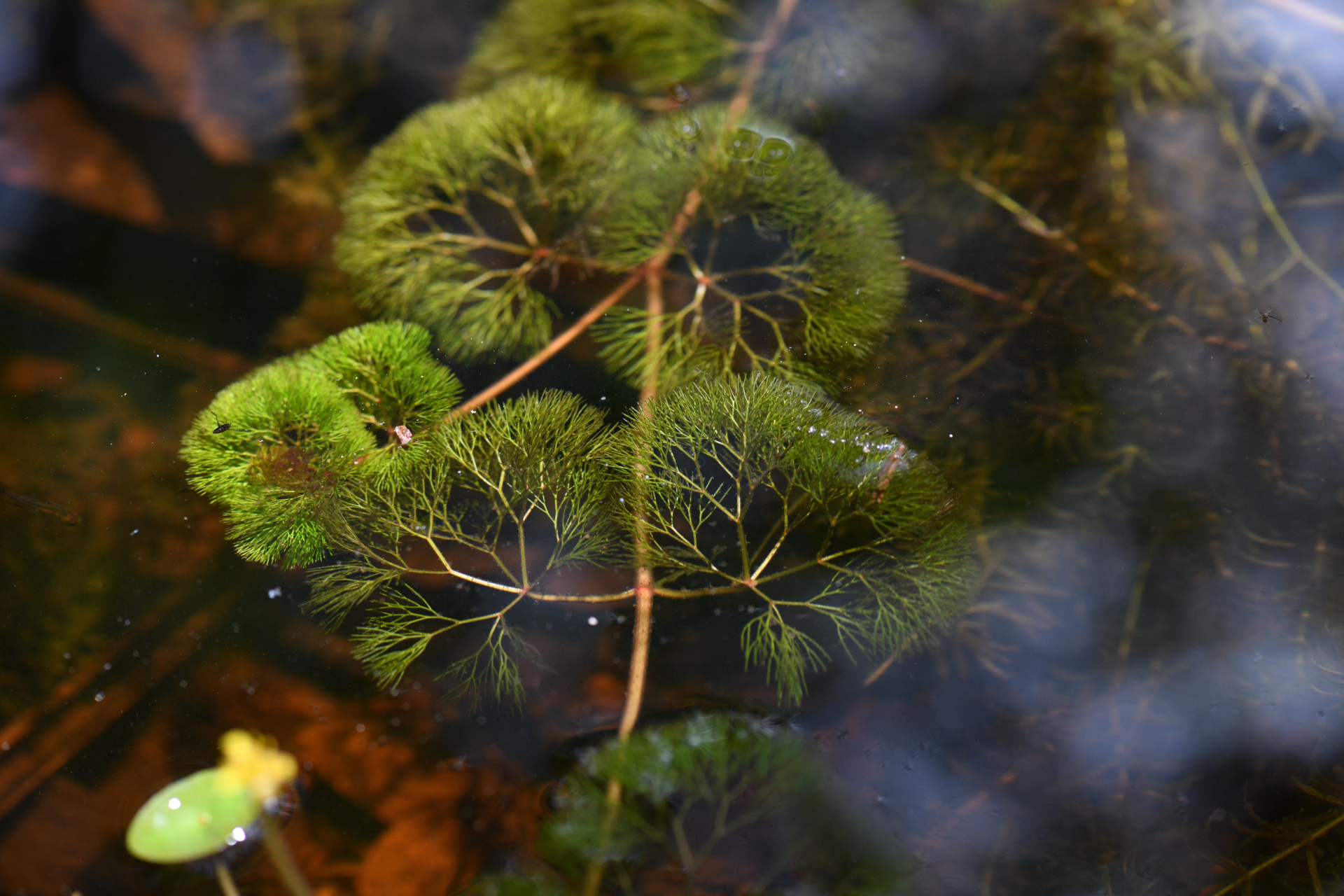 Cabomba aquatica DC. - Photo Bivouac Naturaliste