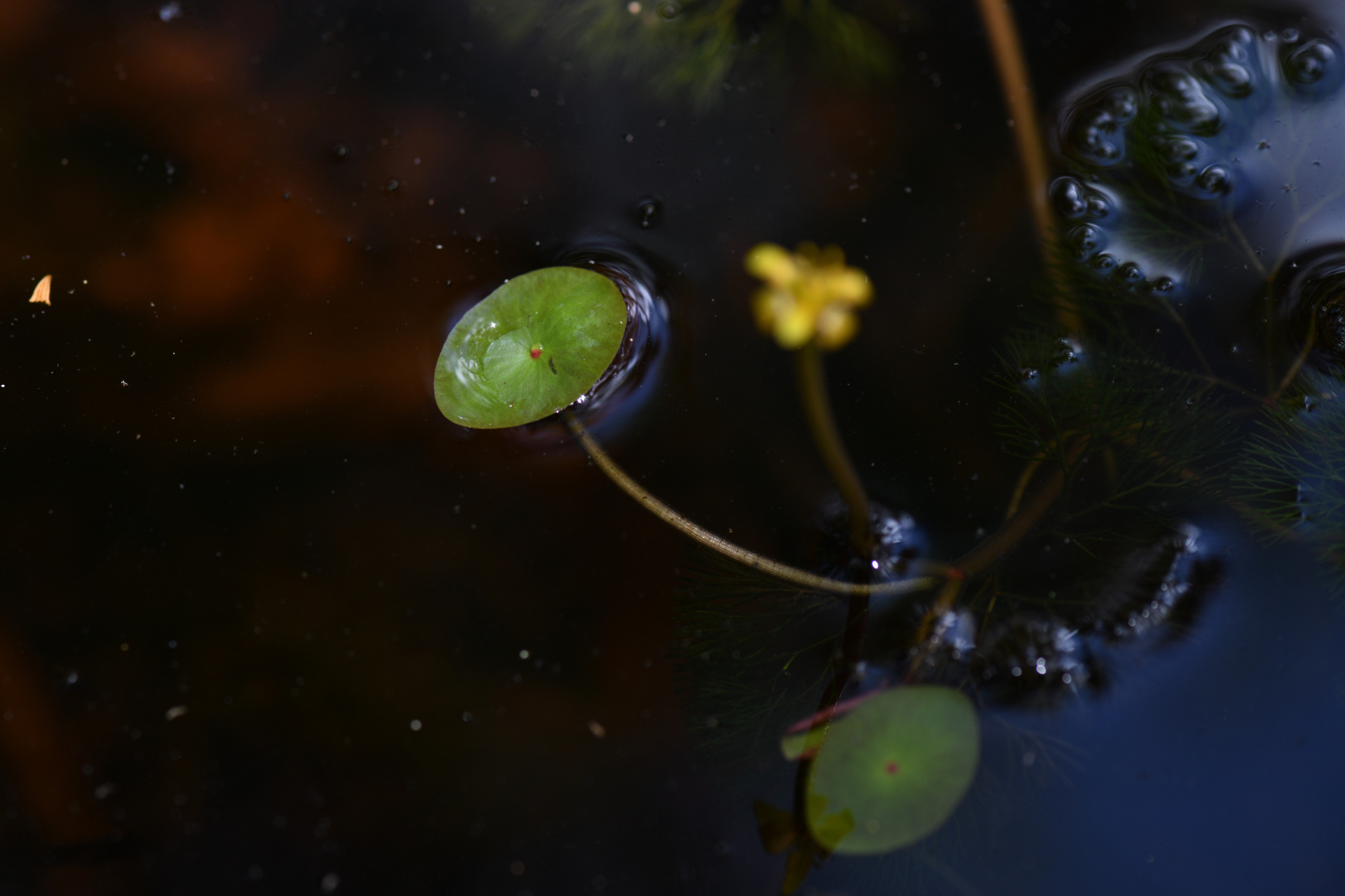 Cabomba aquatica DC. - Photo Bivouac Naturaliste
