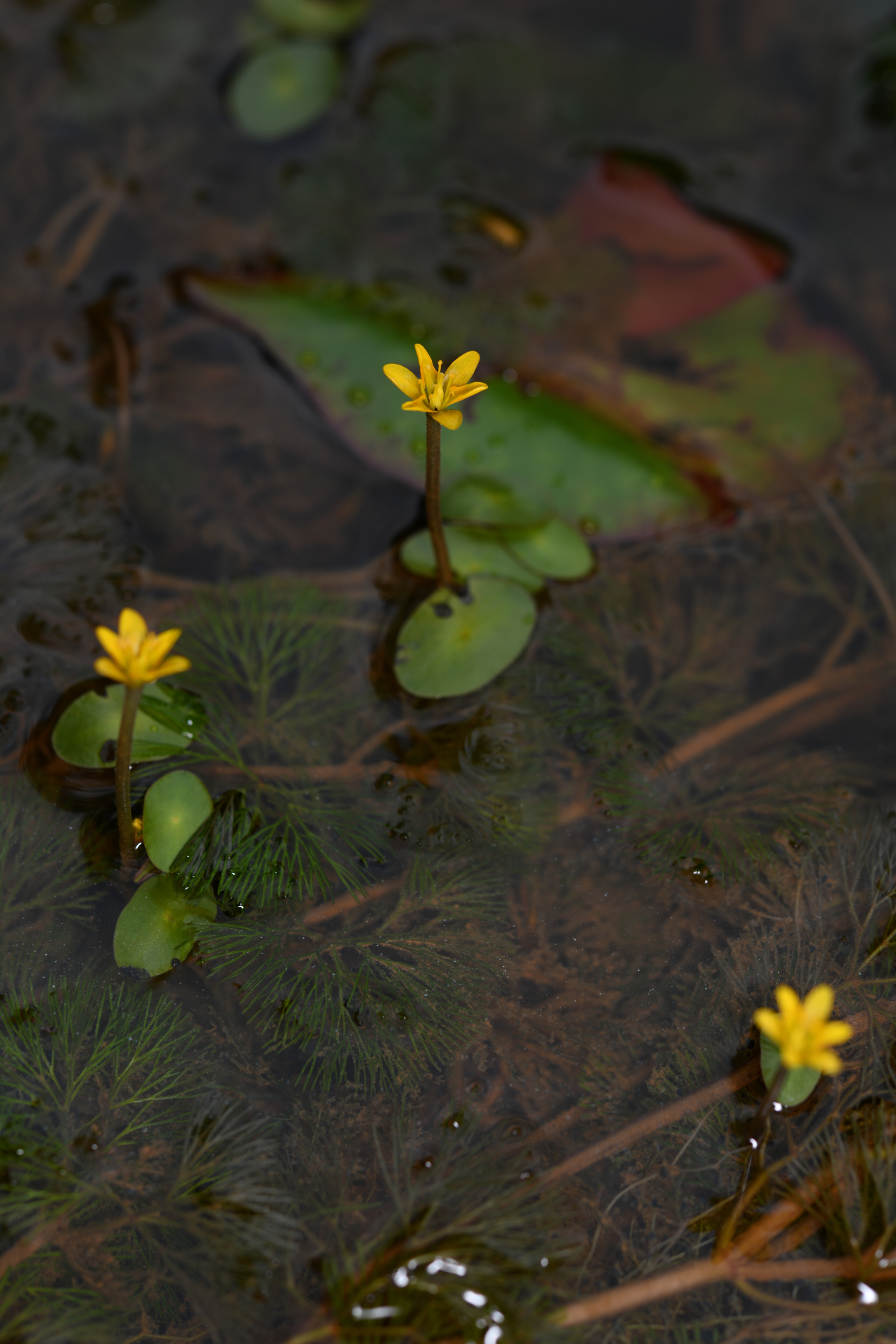 Cabomba aquatica DC. - Photo Bivouac Naturaliste