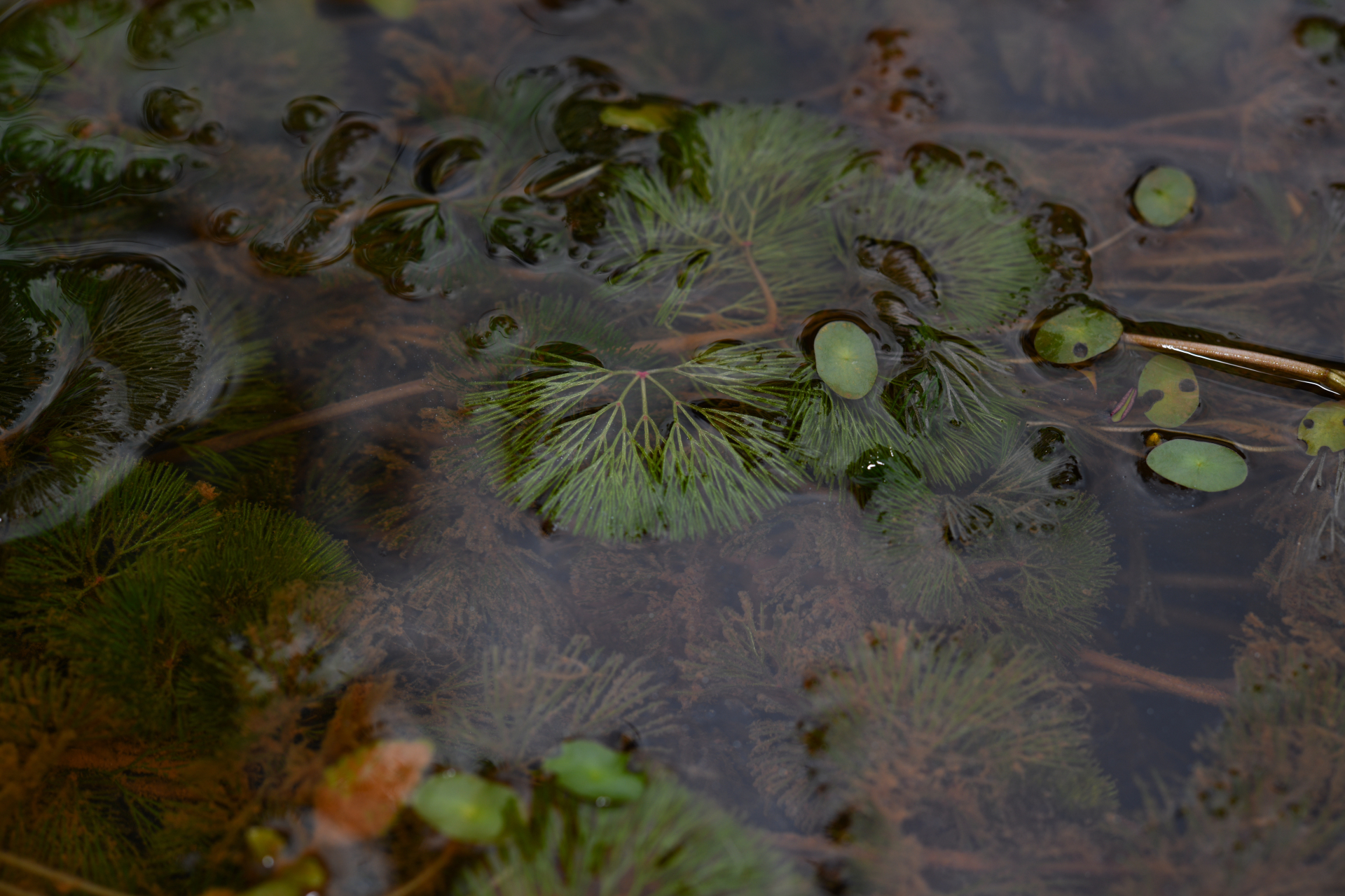 Cabomba aquatica DC. - Photo Bivouac Naturaliste