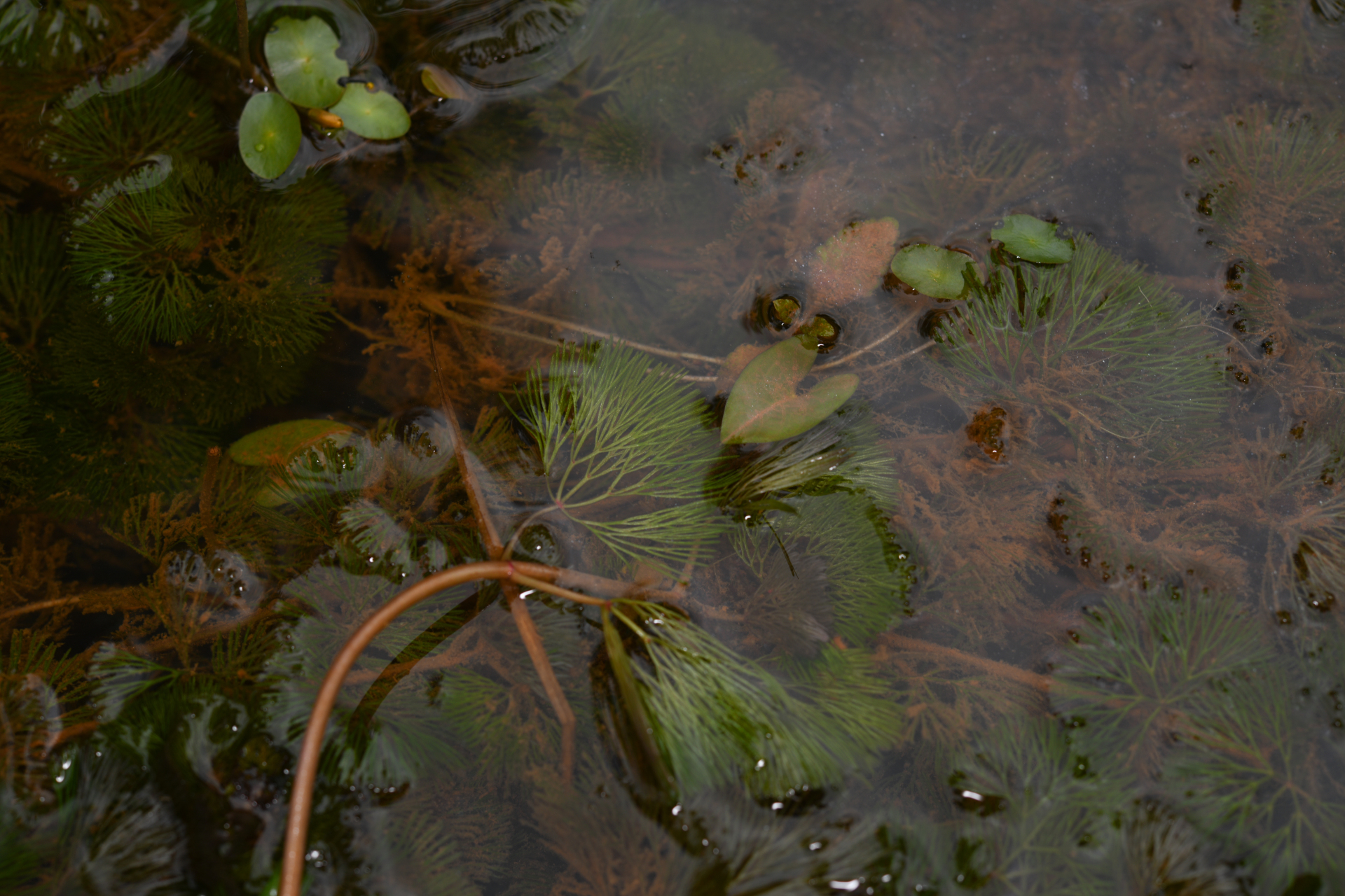 Cabomba aquatica DC. - Photo Bivouac Naturaliste