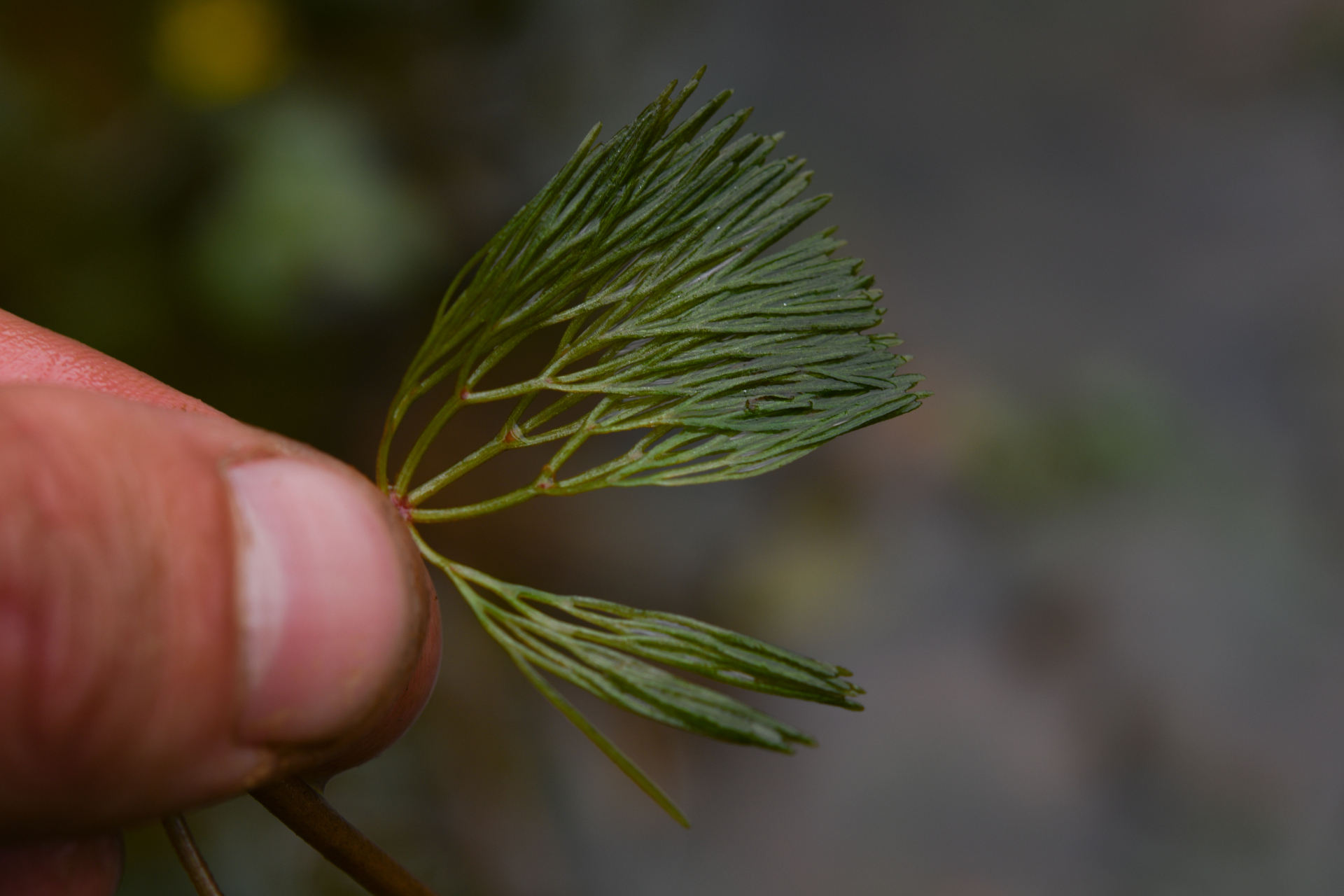 Cabomba aquatica DC. - Photo Bivouac Naturaliste