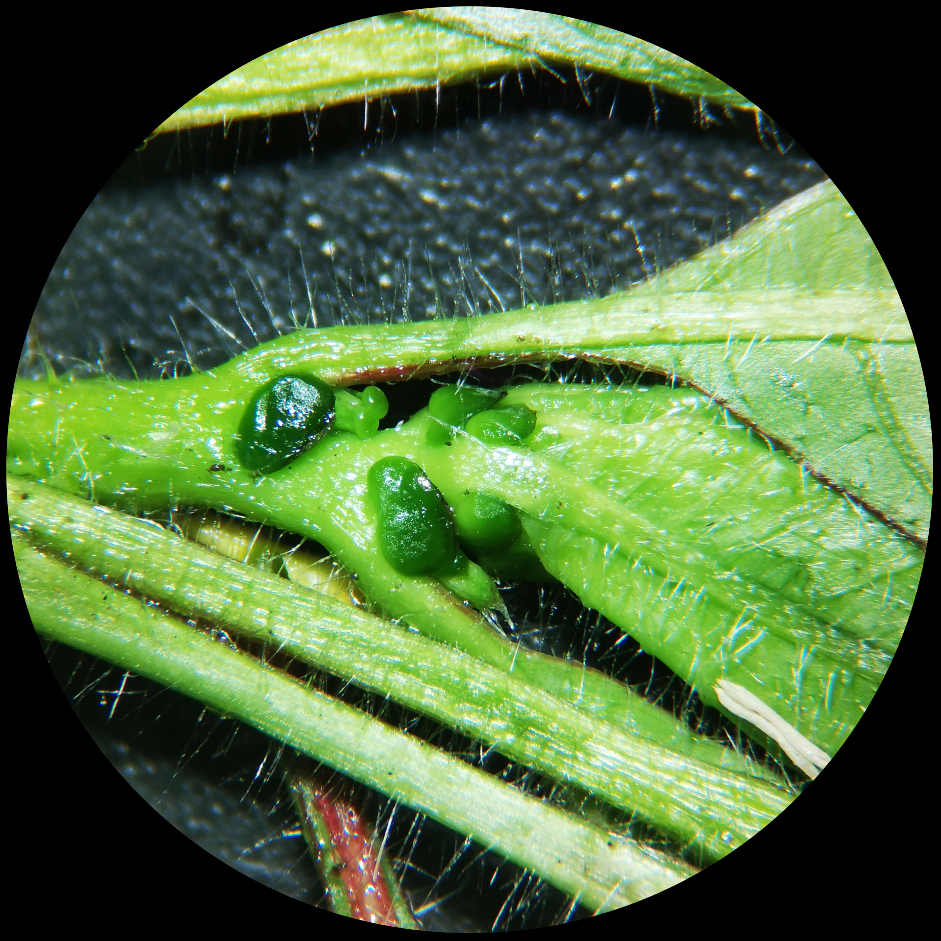 Ludwigia peploides subsp. montevidensis (Spreng.) P.H.Raven - Photo Bivouac Naturaliste