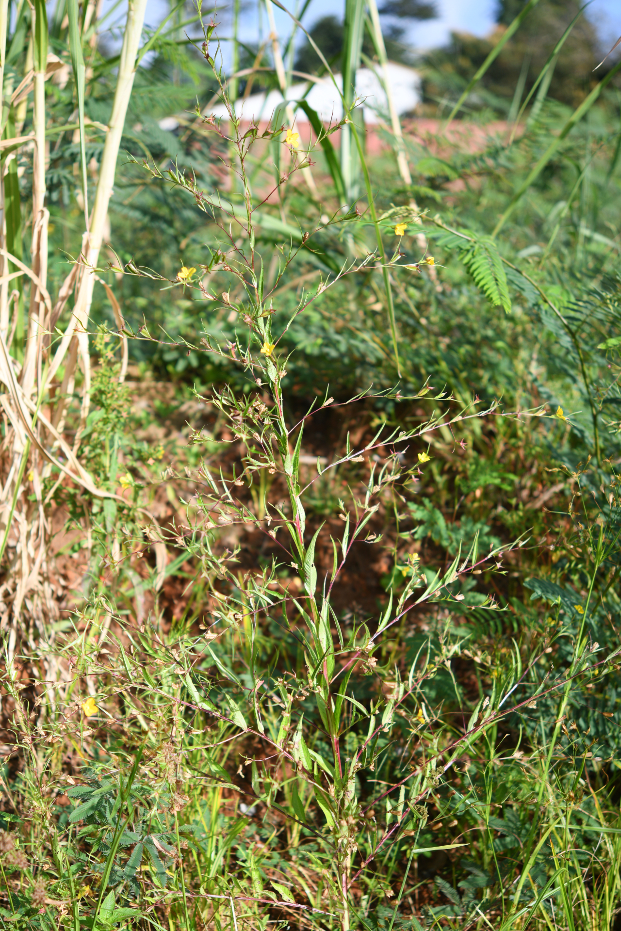 Ludwigia decurrens Walter - Photo Bivouac Naturaliste