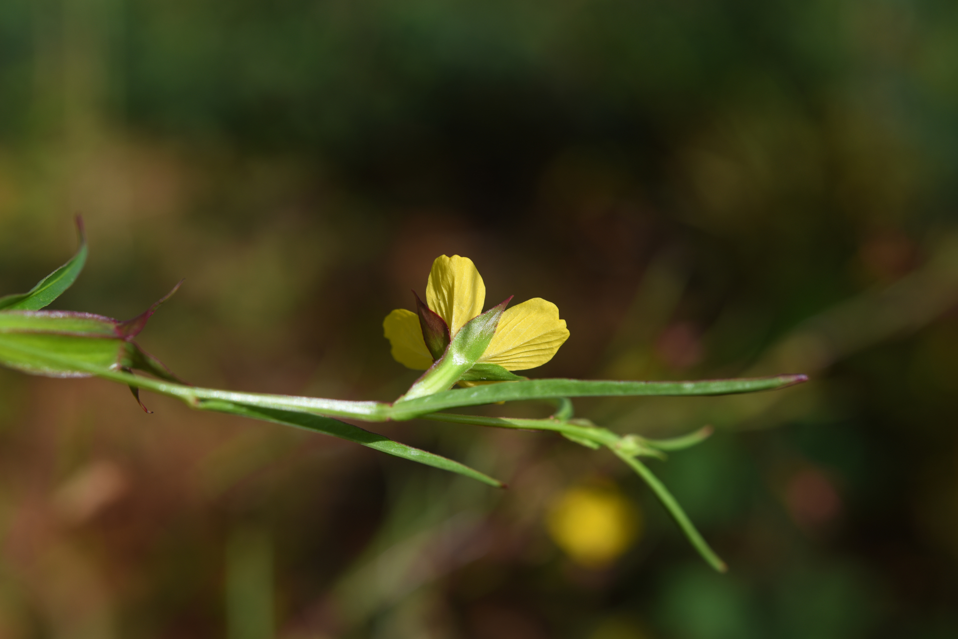 Ludwigia decurrens Walter - Photo Bivouac Naturaliste