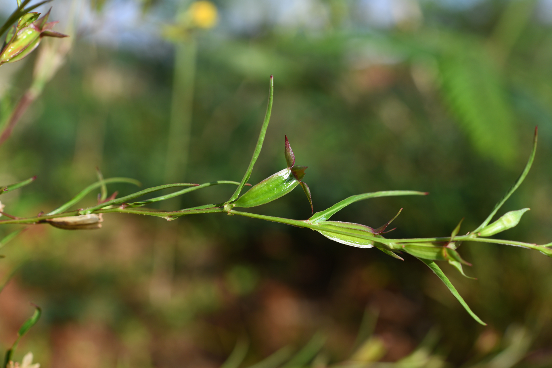 Ludwigia decurrens Walter - Photo Bivouac Naturaliste