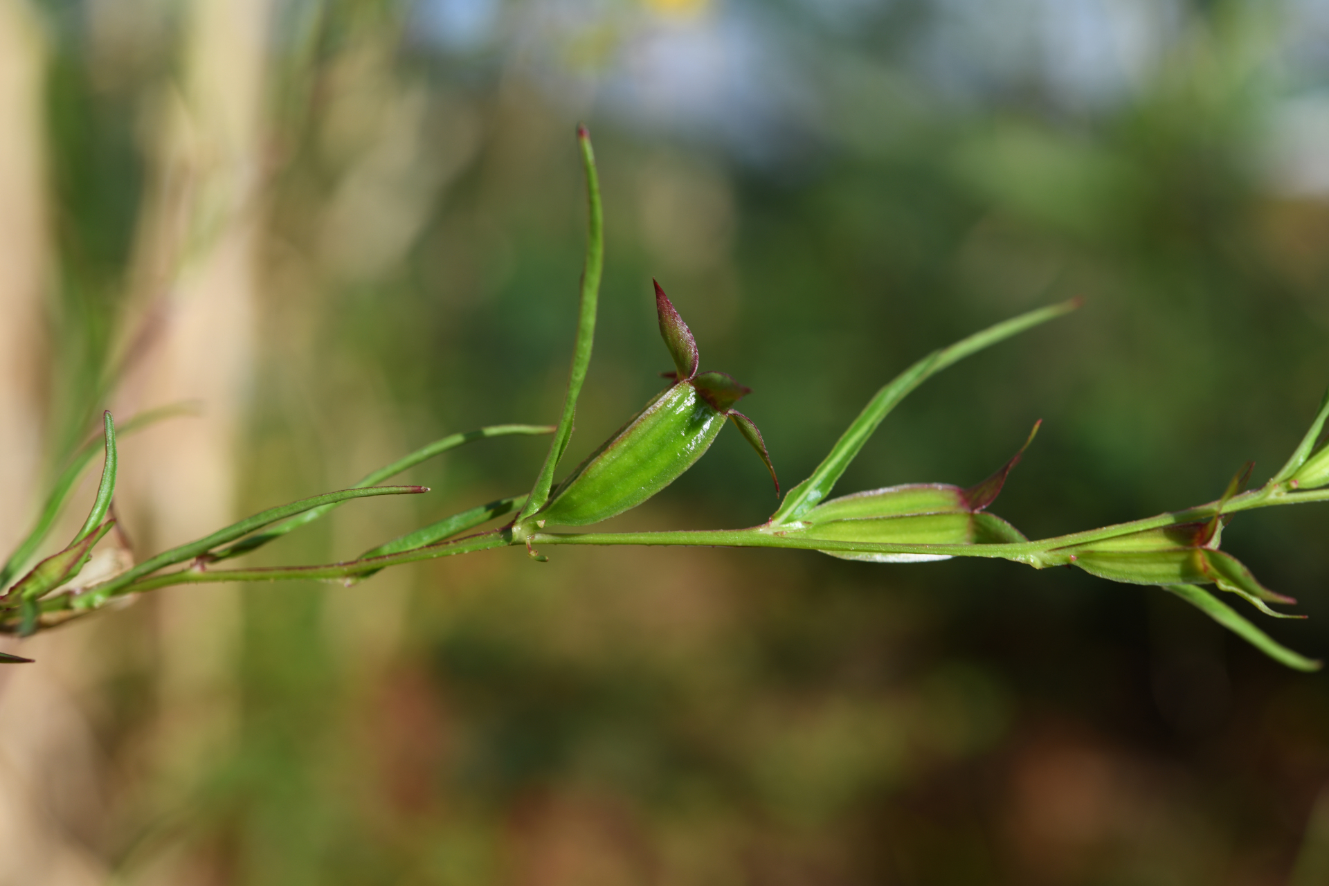 Ludwigia decurrens Walter - Photo Bivouac Naturaliste