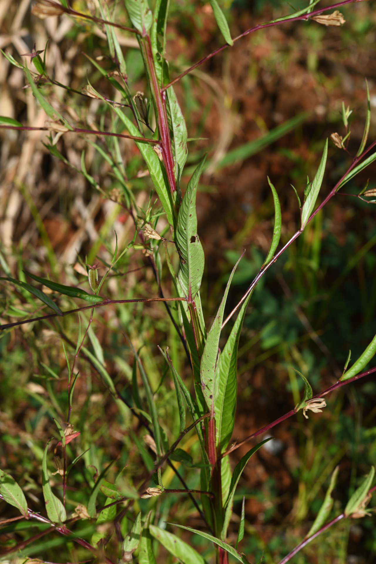 Ludwigia decurrens Walter - Photo Bivouac Naturaliste