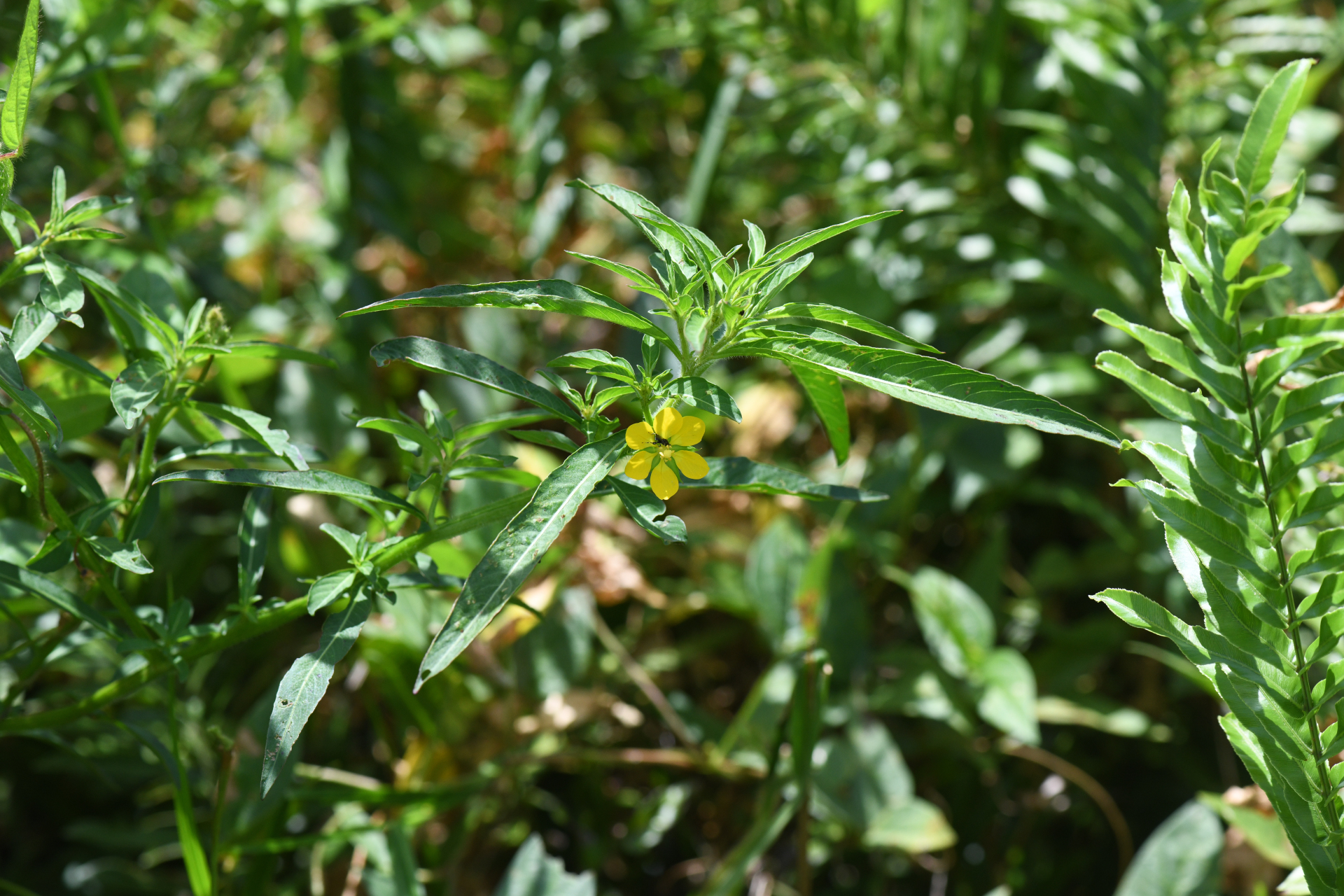 Ludwigia leptocarpa (Nutt.) H.Hara - Photo Bivouac Naturaliste