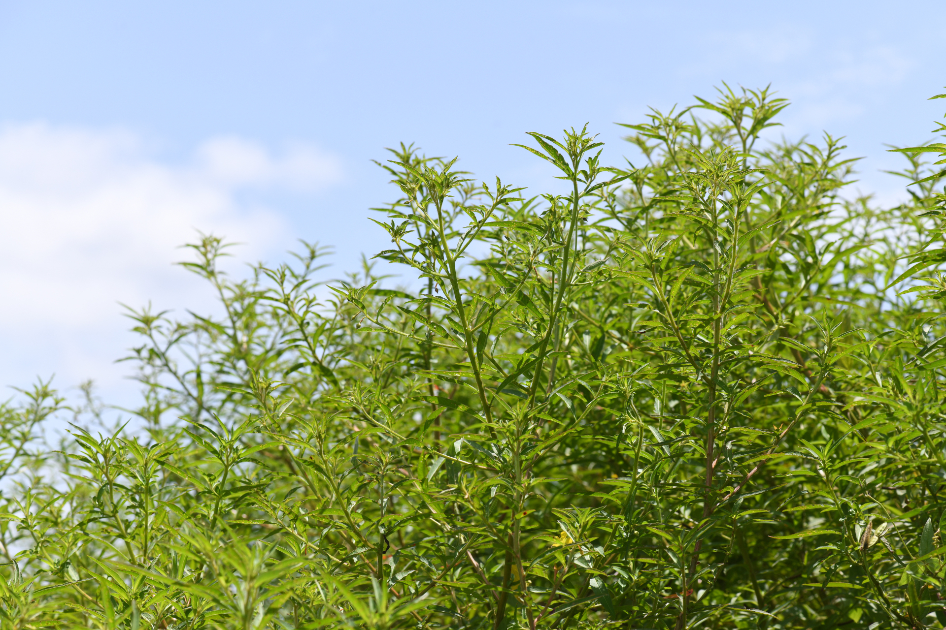 Ludwigia leptocarpa (Nutt.) H.Hara - Photo Bivouac Naturaliste