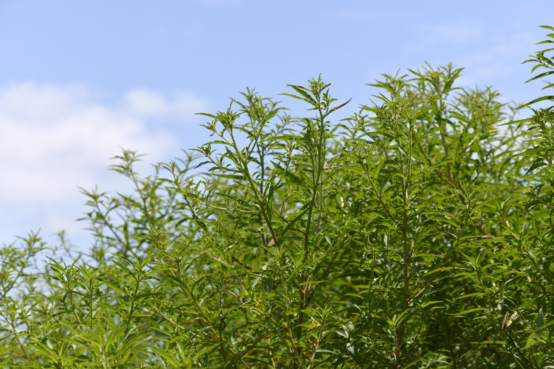 Ludwigia leptocarpa (Nutt.) H.Hara - Photo Bivouac Naturaliste