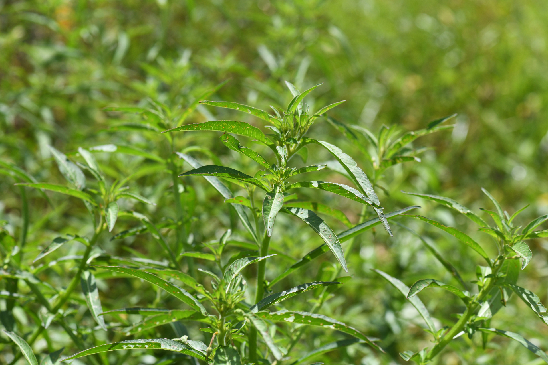 Ludwigia leptocarpa (Nutt.) H.Hara - Photo Bivouac Naturaliste