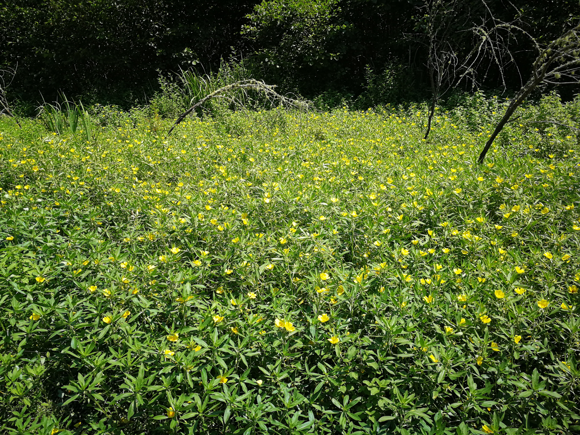 Ludwigia grandiflora subsp. hexapetala (Hook. & Arn.) G.L.Nesom & Kartesz - Photo Bivouac Naturaliste