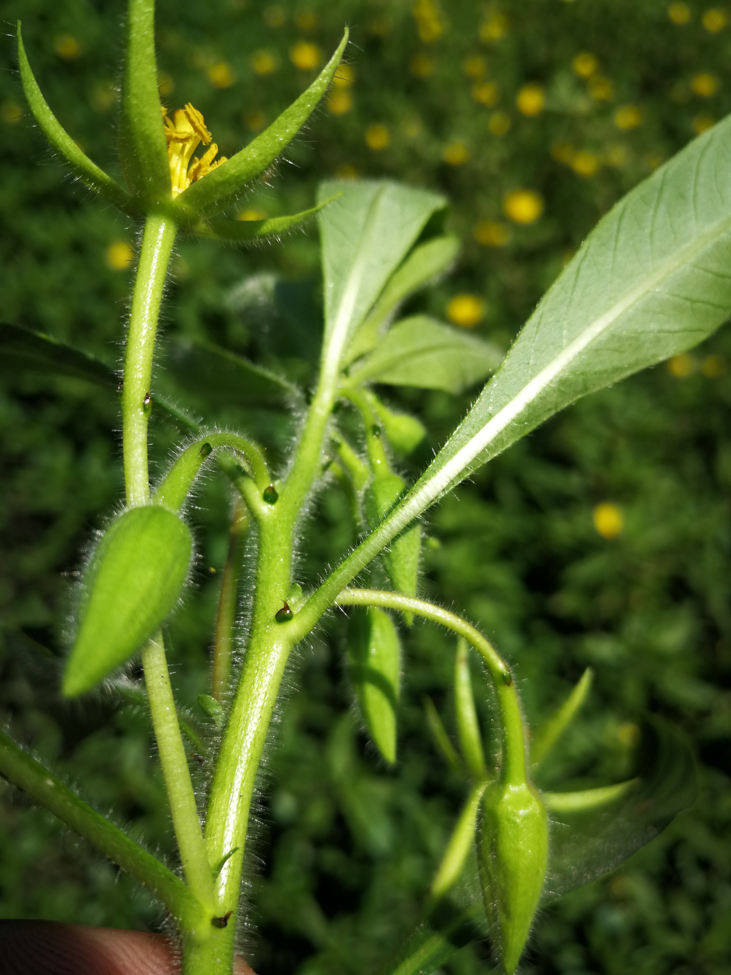 Ludwigia grandiflora subsp. hexapetala (Hook. & Arn.) G.L.Nesom & Kartesz - Photo Bivouac Naturaliste