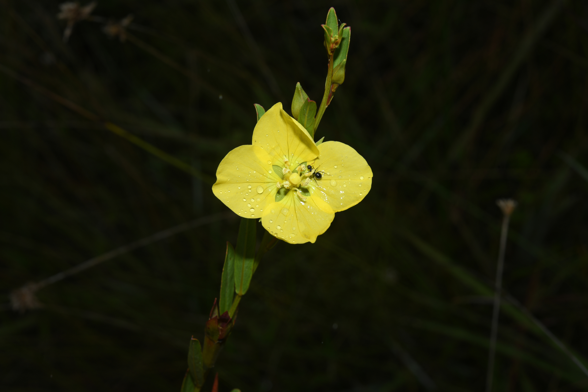 Ludwigia rigida (Miq.) Sandwith - Photo Bivouac Naturaliste