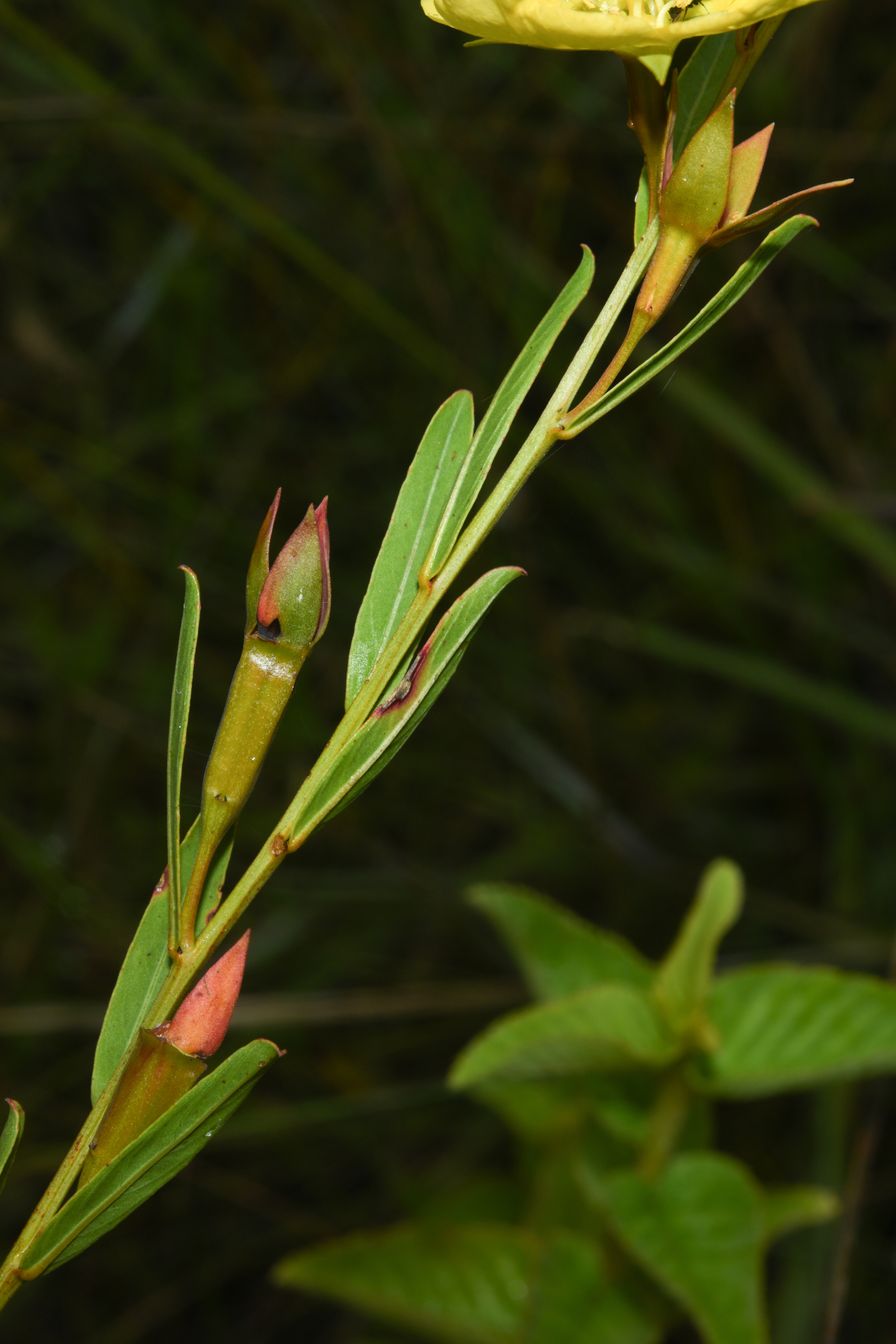 Ludwigia rigida (Miq.) Sandwith - Photo Bivouac Naturaliste