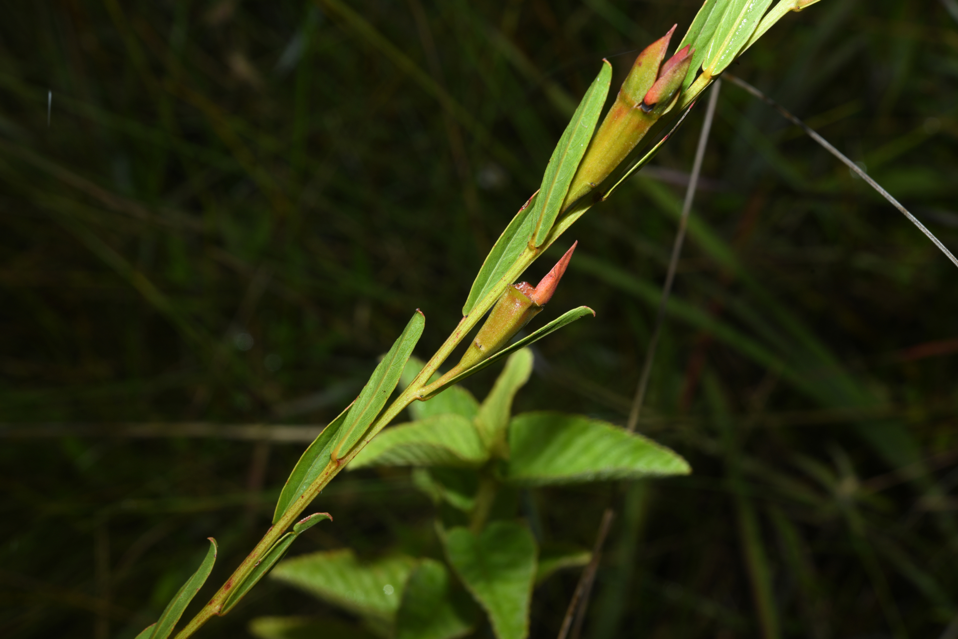 Ludwigia rigida (Miq.) Sandwith - Photo Bivouac Naturaliste