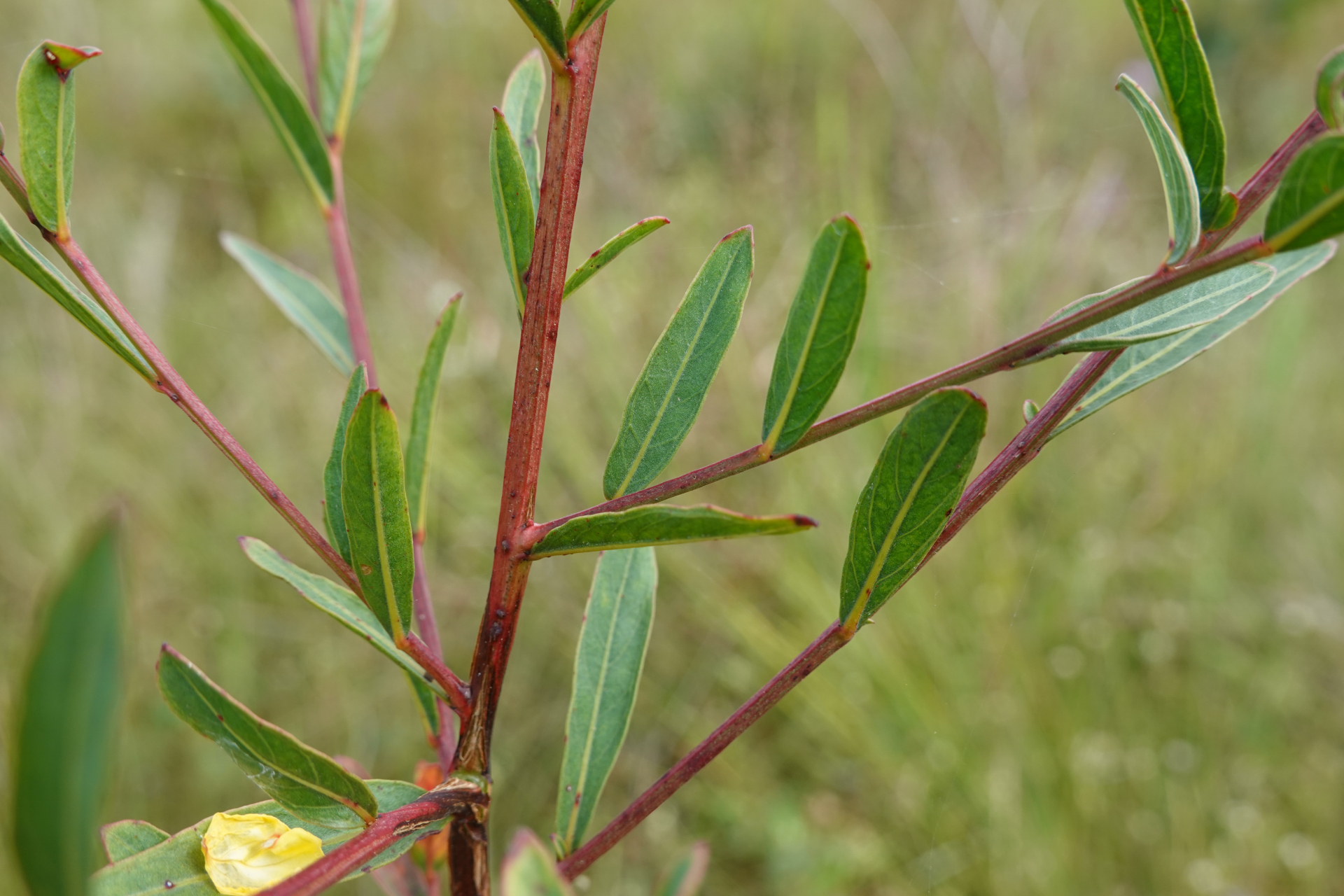 Ludwigia rigida (Miq.) Sandwith - Photo Bivouac Naturaliste