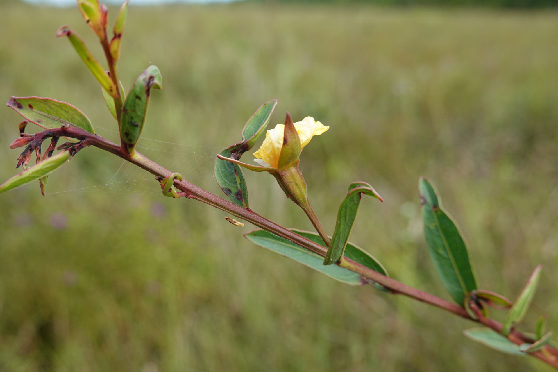 Ludwigia rigida (Miq.) Sandwith - Photo Bivouac Naturaliste