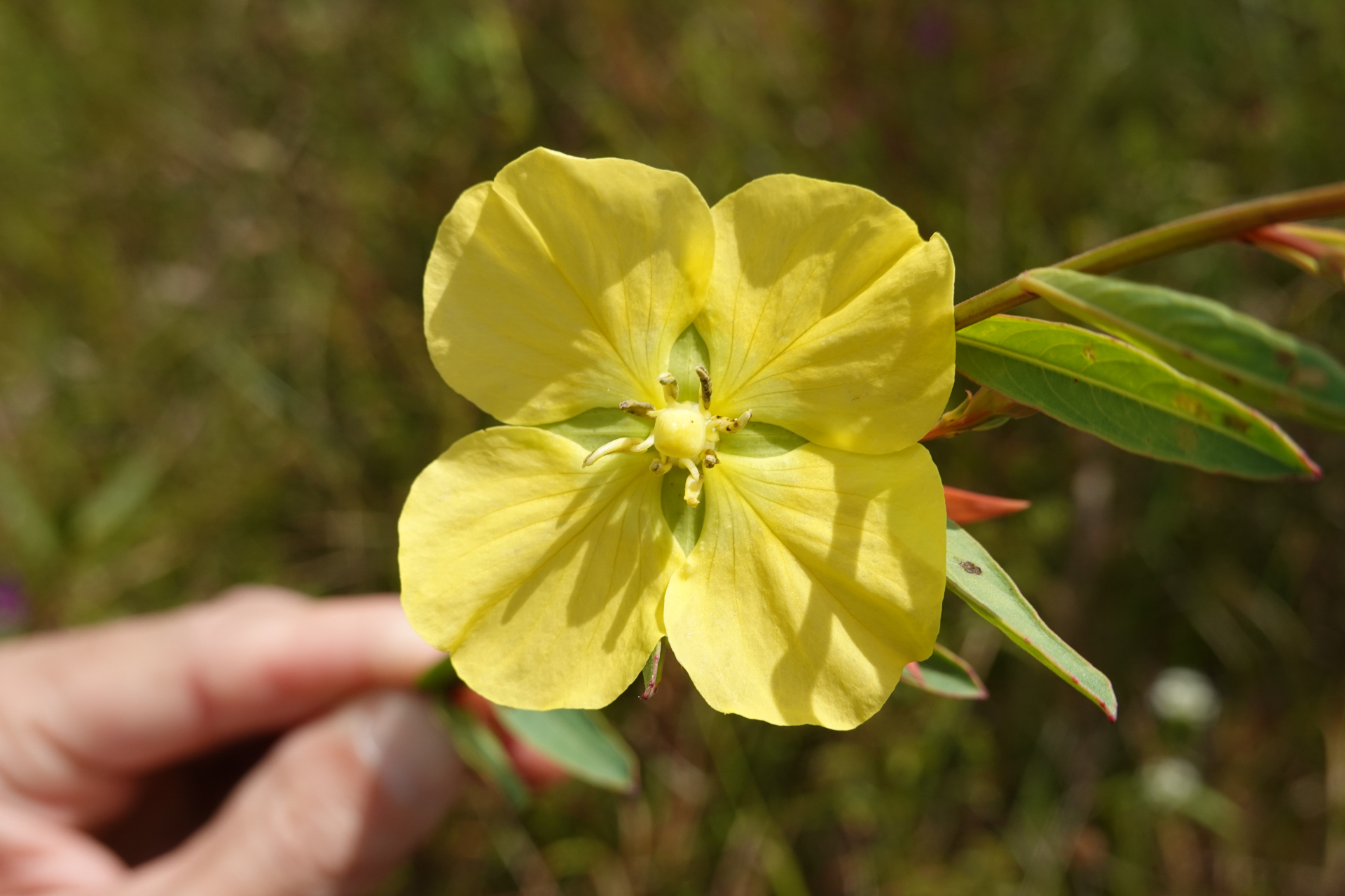 Ludwigia rigida (Miq.) Sandwith - Photo Bivouac Naturaliste