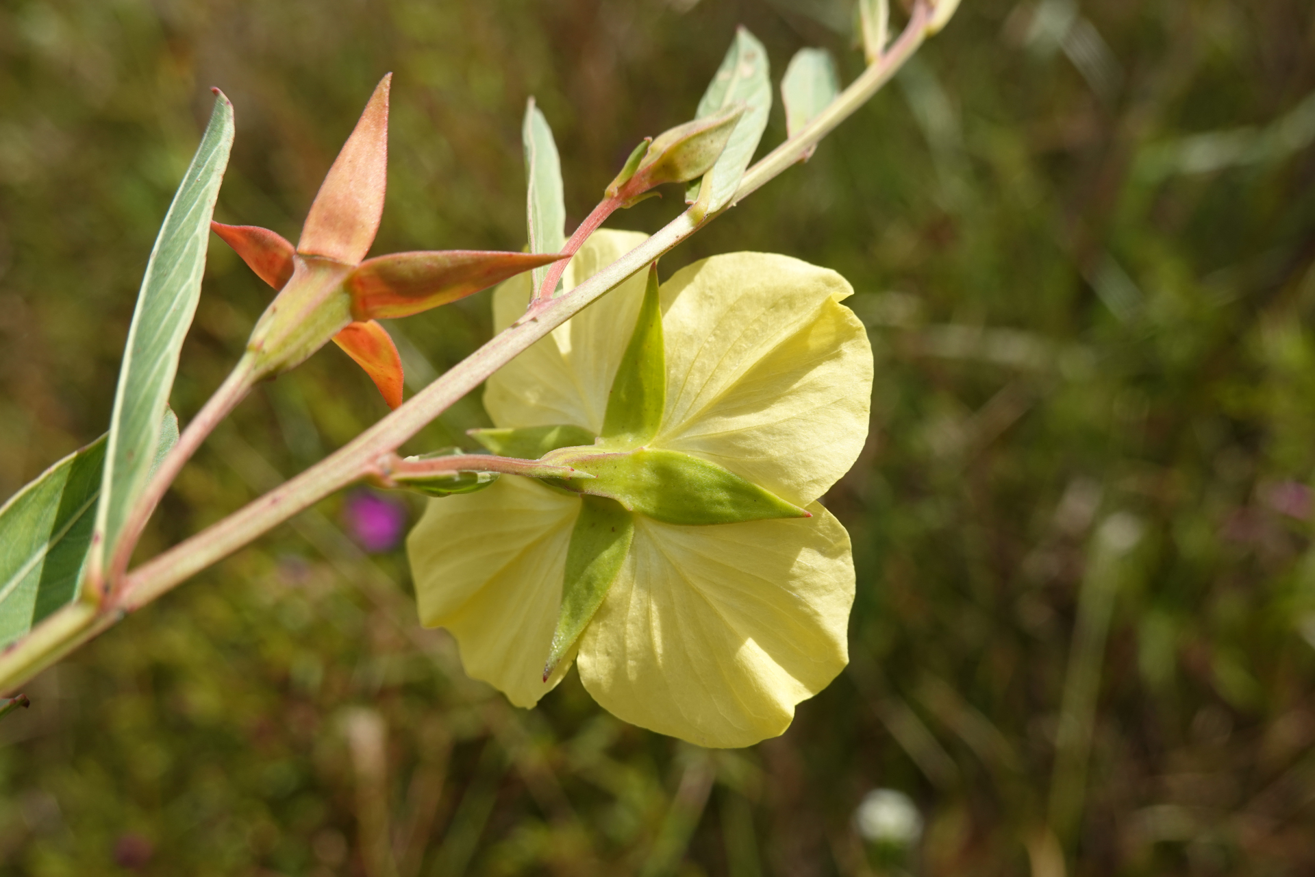 Ludwigia rigida (Miq.) Sandwith - Photo Bivouac Naturaliste