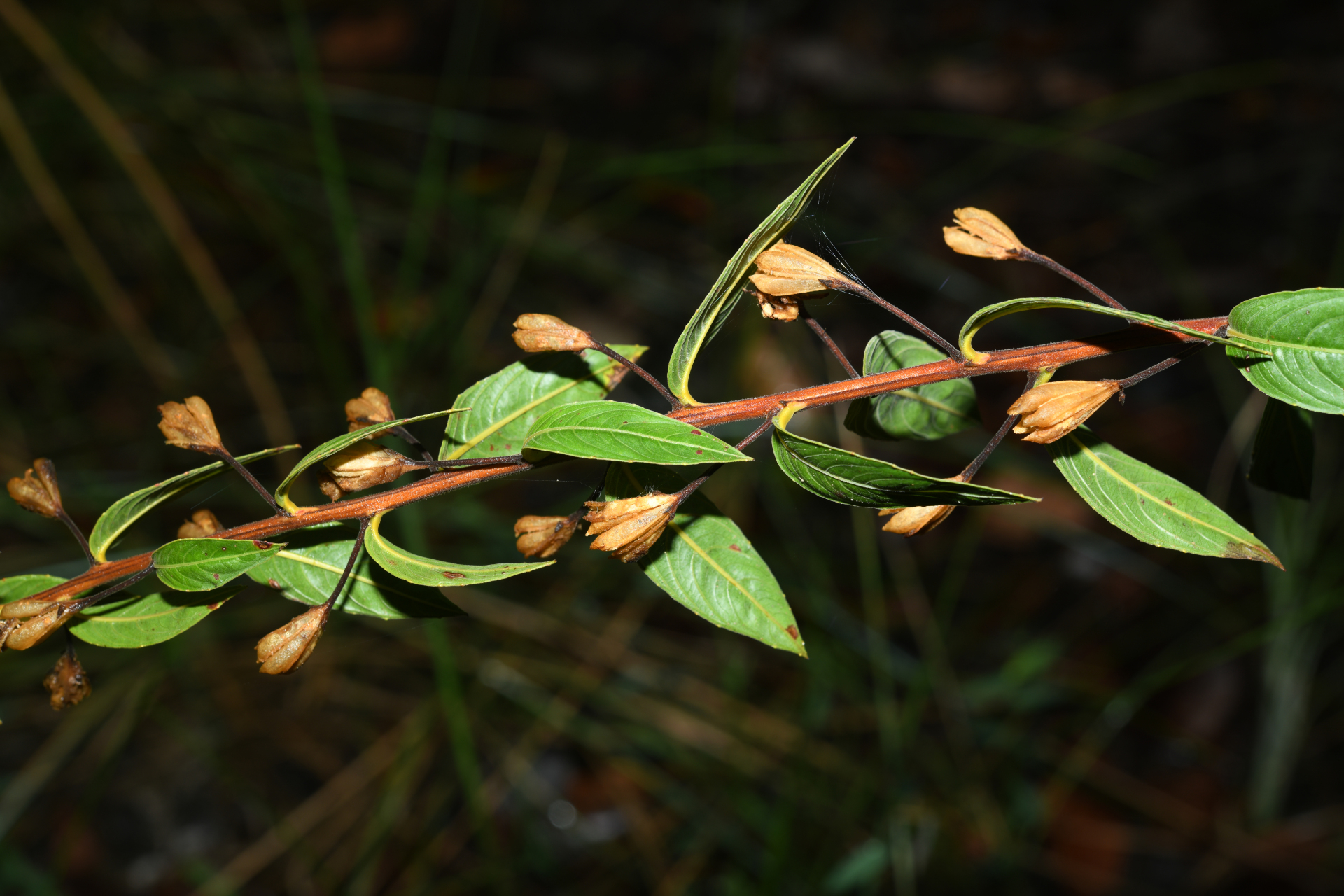 Ludwigia nervosa (Poir.) H.Hara - Photo Bivouac Naturaliste