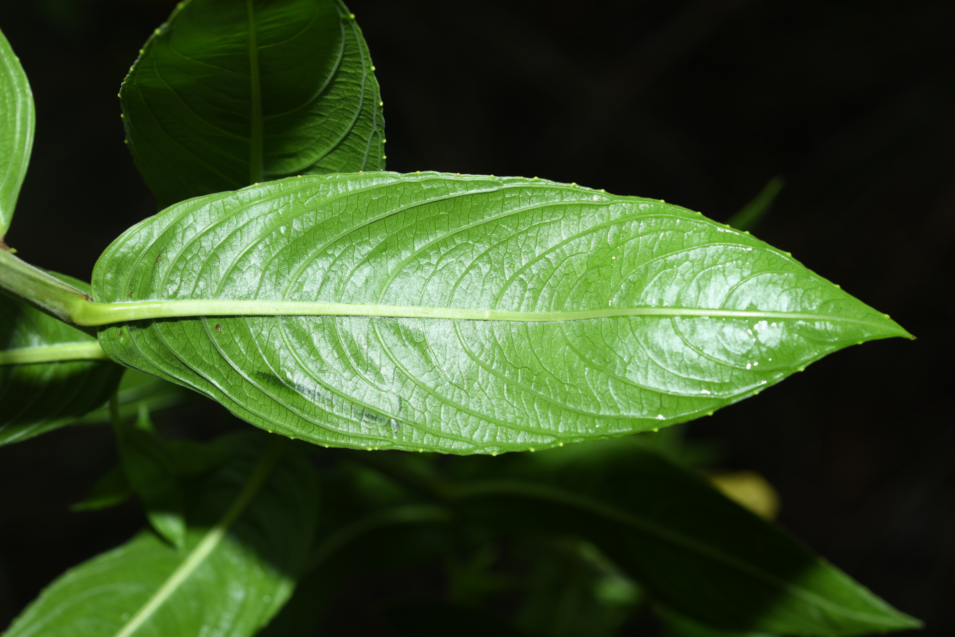 Ludwigia nervosa (Poir.) H.Hara - Photo Bivouac Naturaliste