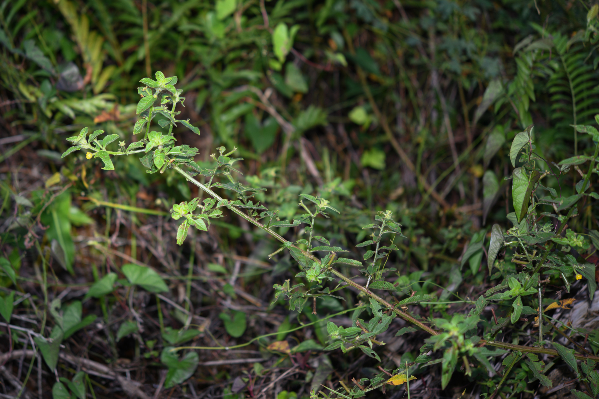 Ludwigia affinis (DC.) H.Hara - Photo Bivouac Naturaliste