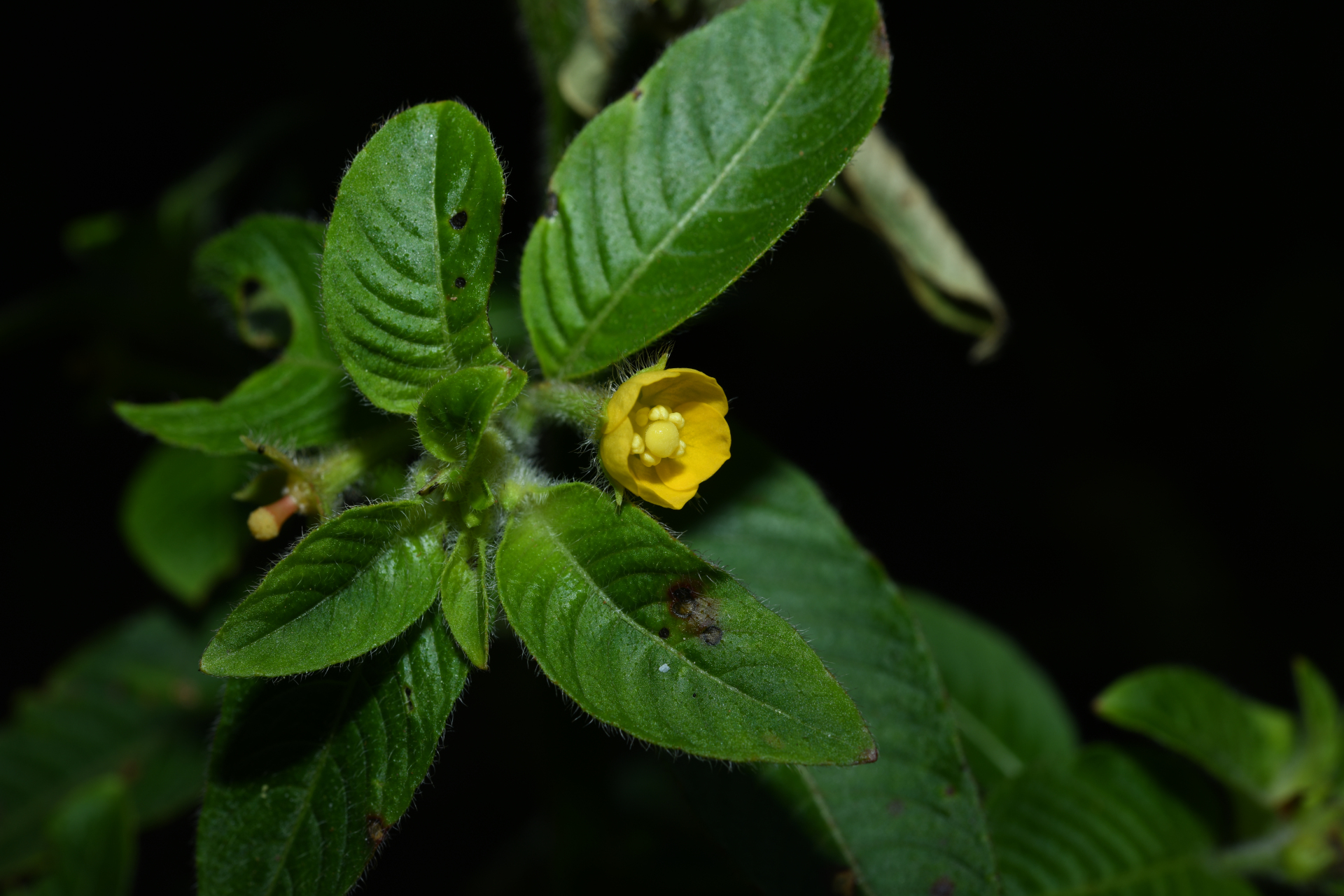 Ludwigia affinis (DC.) H.Hara - Photo Bivouac Naturaliste